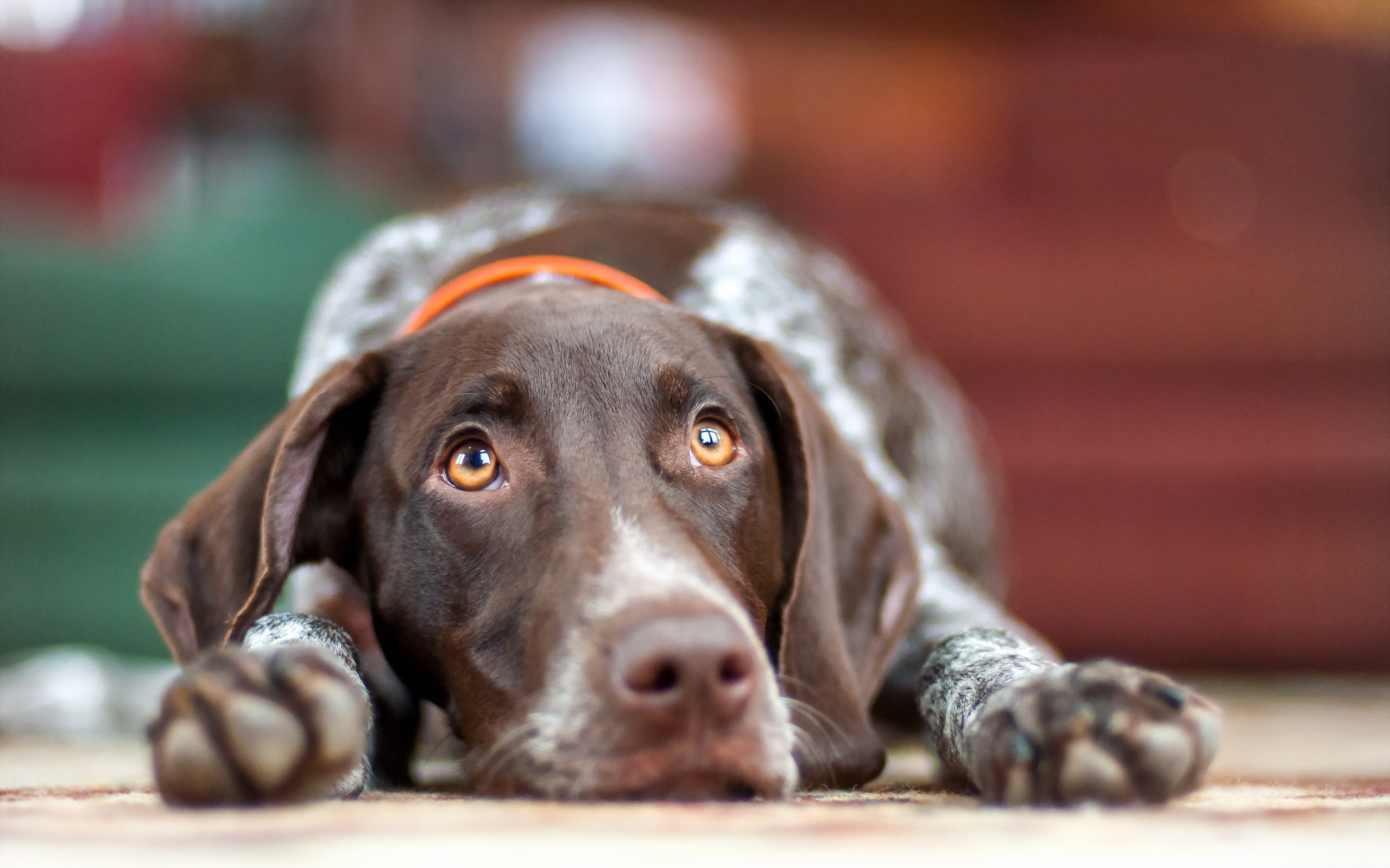 Download Wallpaper German Shorthaired Pointer, Close Up, Pets, Dogs, Cute Animals, German Shorthaired Pointer Dog For Desktop With Resolution 412x732. High Quality HD Picture Wallpaper