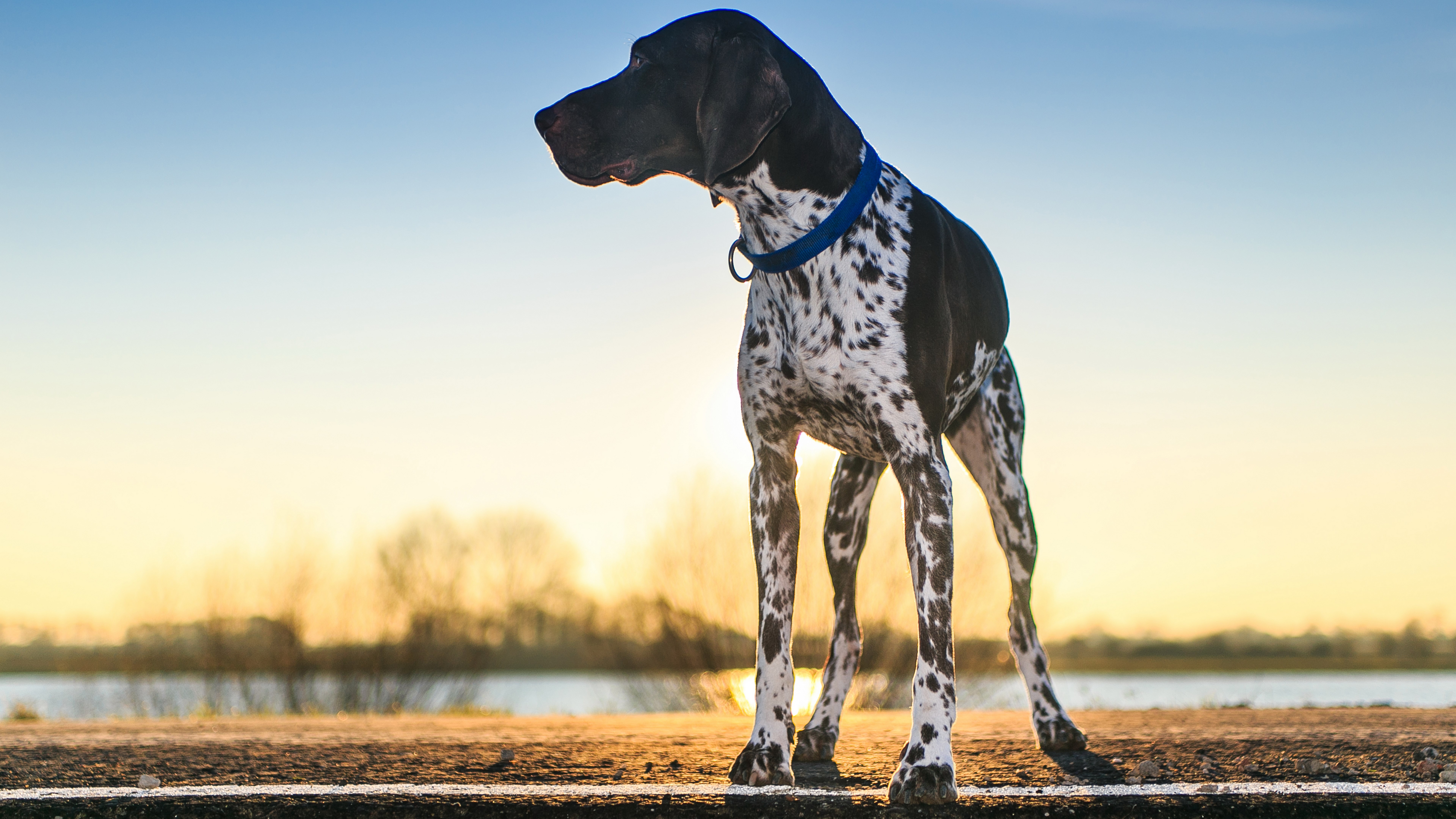 pointer, Dogs, Glance Gallery HD Wallpaper