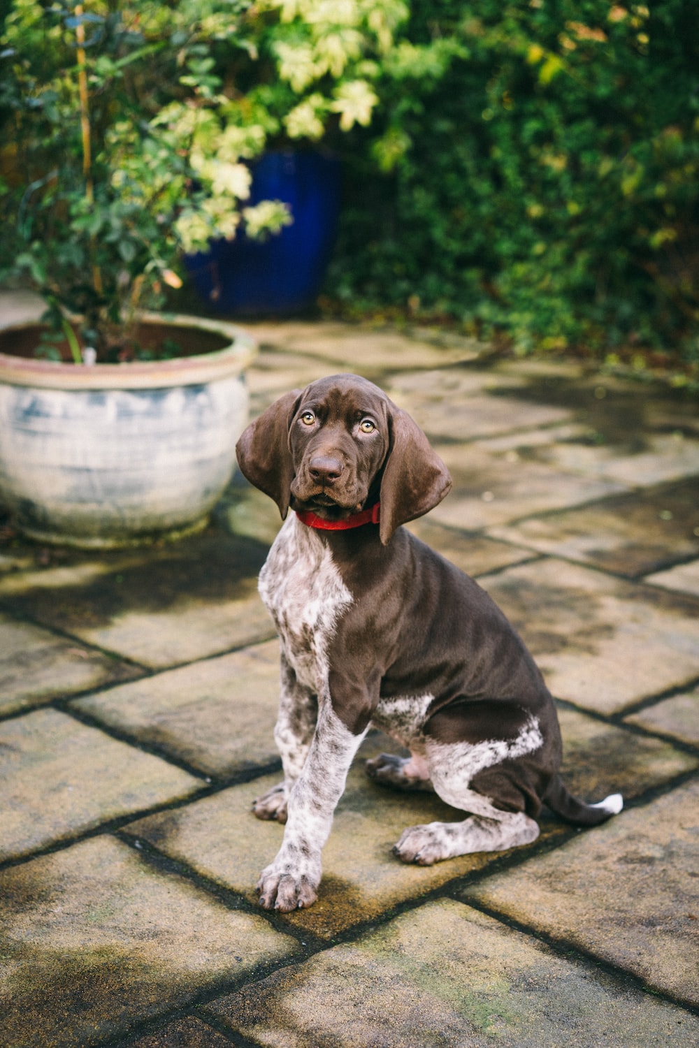 German Shorthaired Pointer Picture. Download Free Image