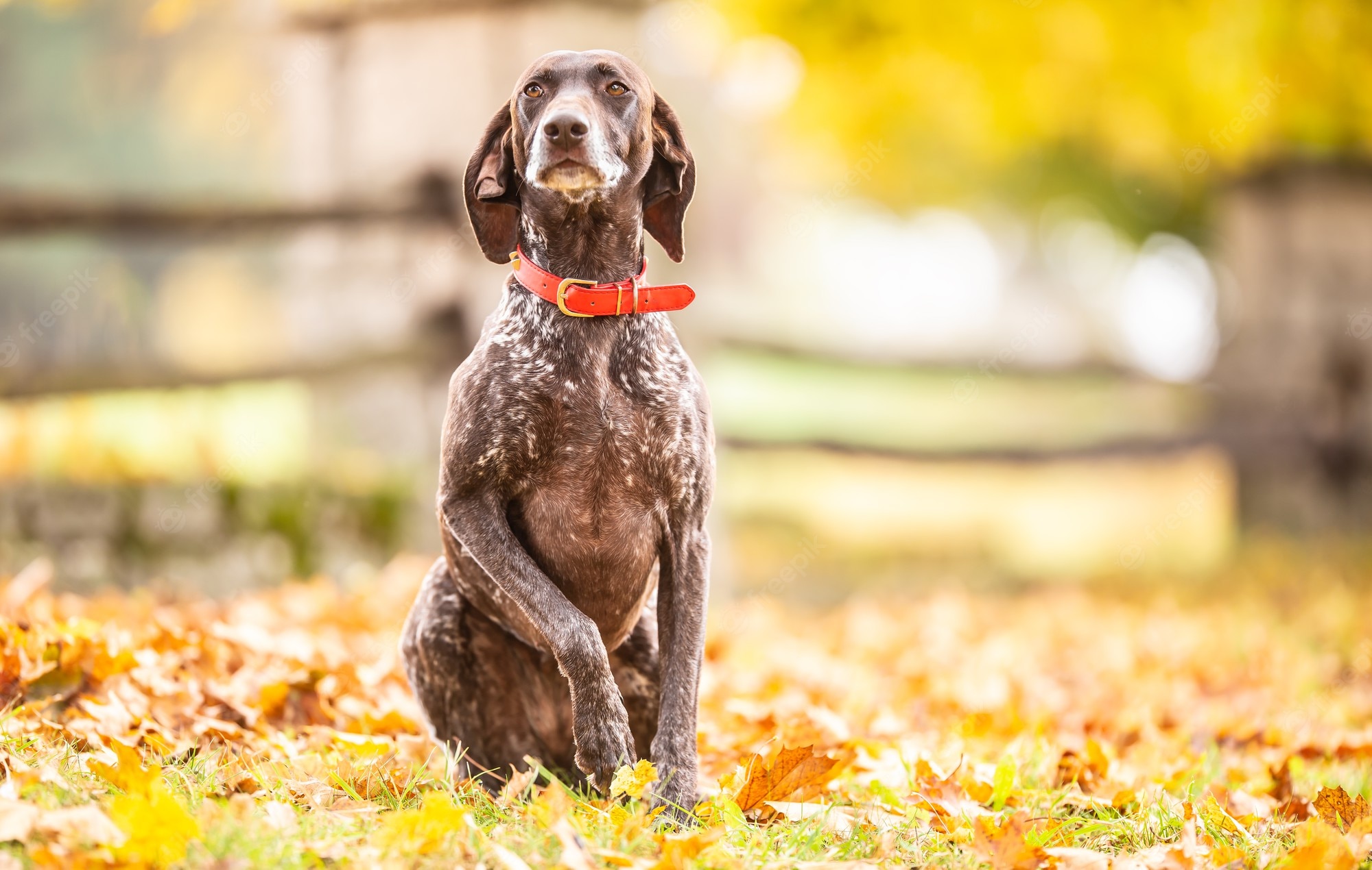 German Shorthaired Pointer Puppy Image. Free Vectors, & PSD