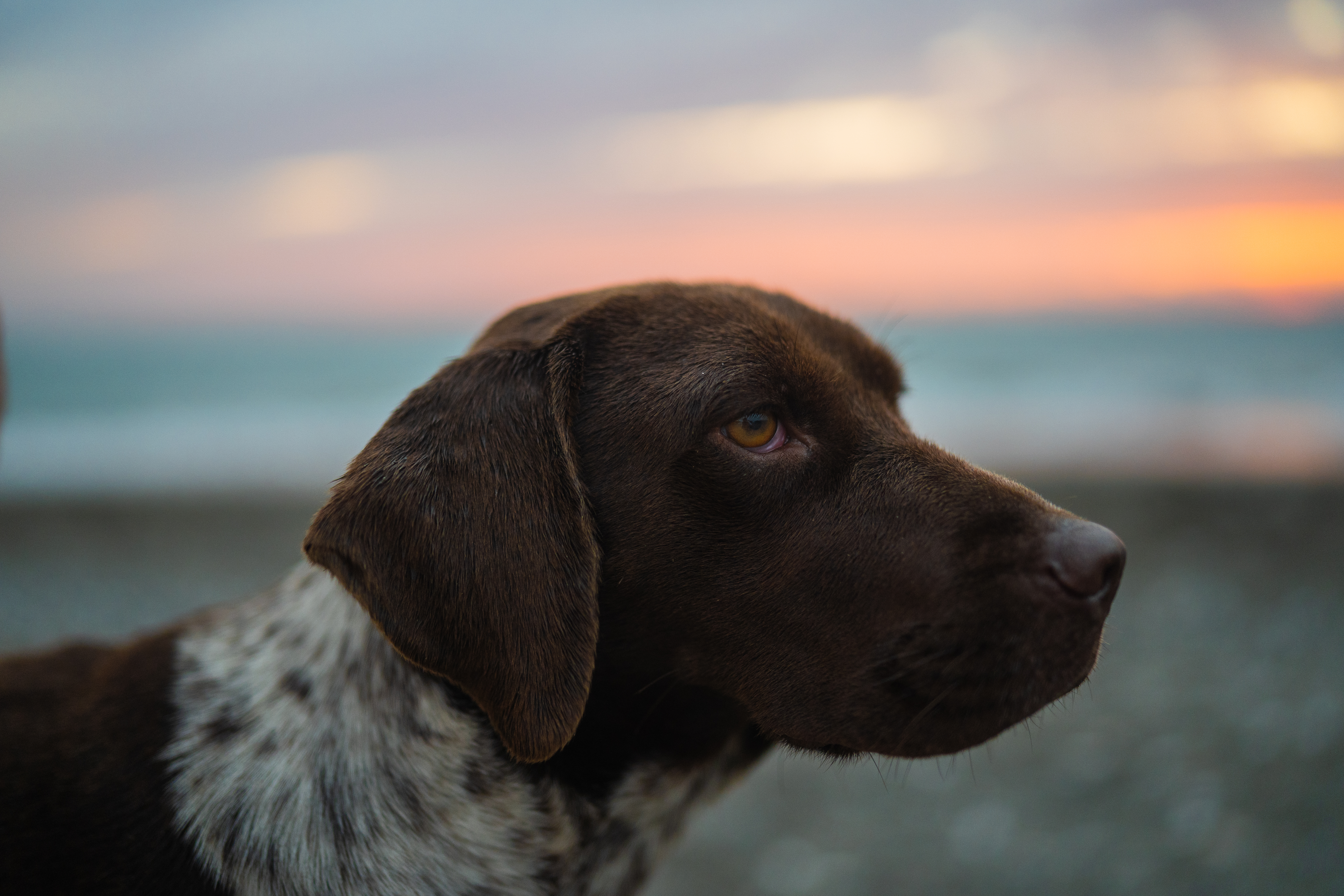 Close Up Photo Of A Brown German Shorthaired Pointer Dog · Free