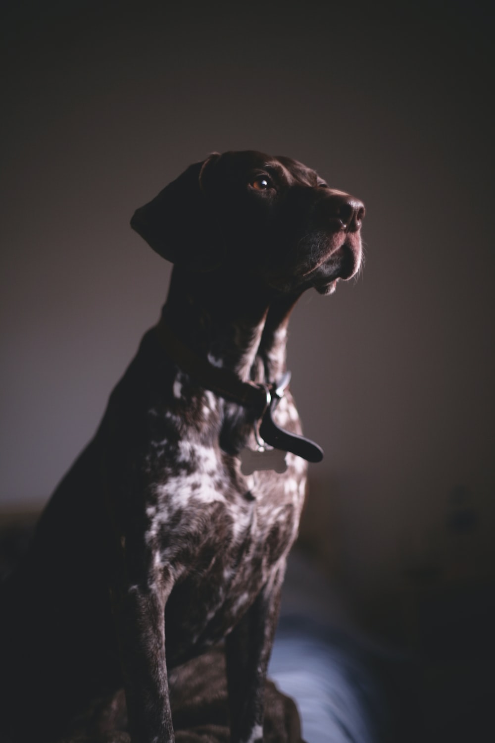 Guard Dog Picture. Download Free Image