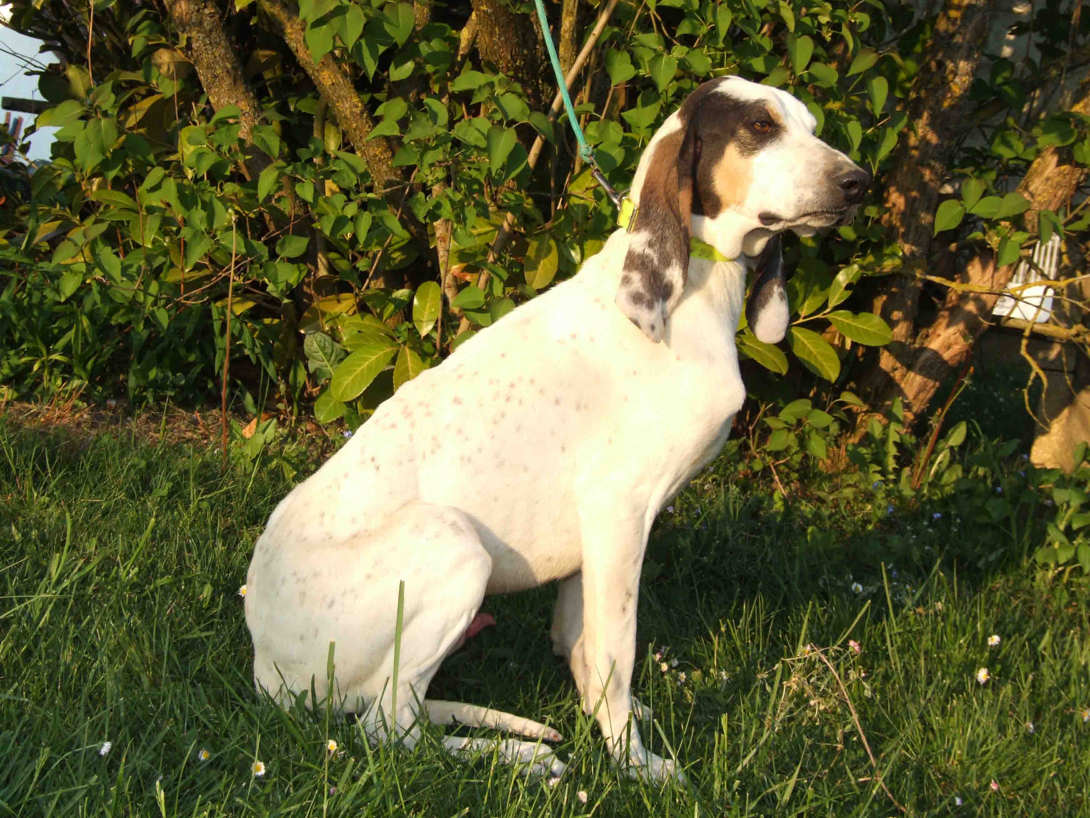Ariege Pointer Dog Info, History, Temperament, Training, Puppy, Picture