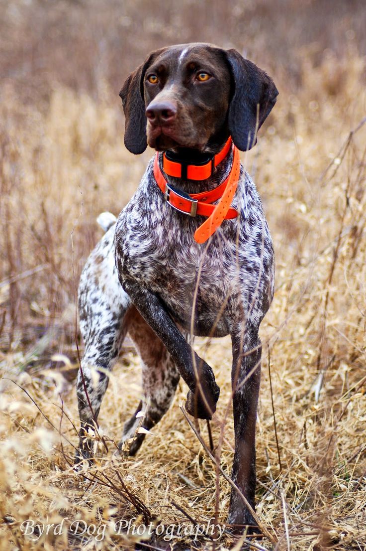 Hunting Dog Photography Tips 1. Hunting dogs, Dog photo, German shorthaired pointer