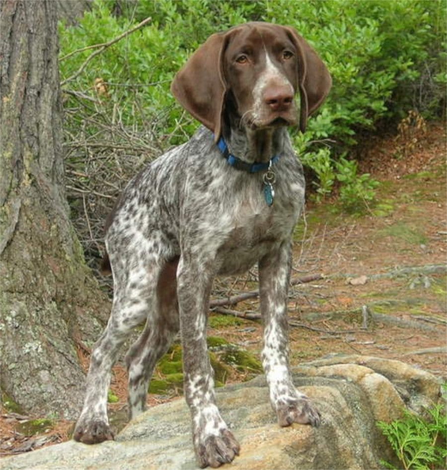 German Shorthaired Pointer and character