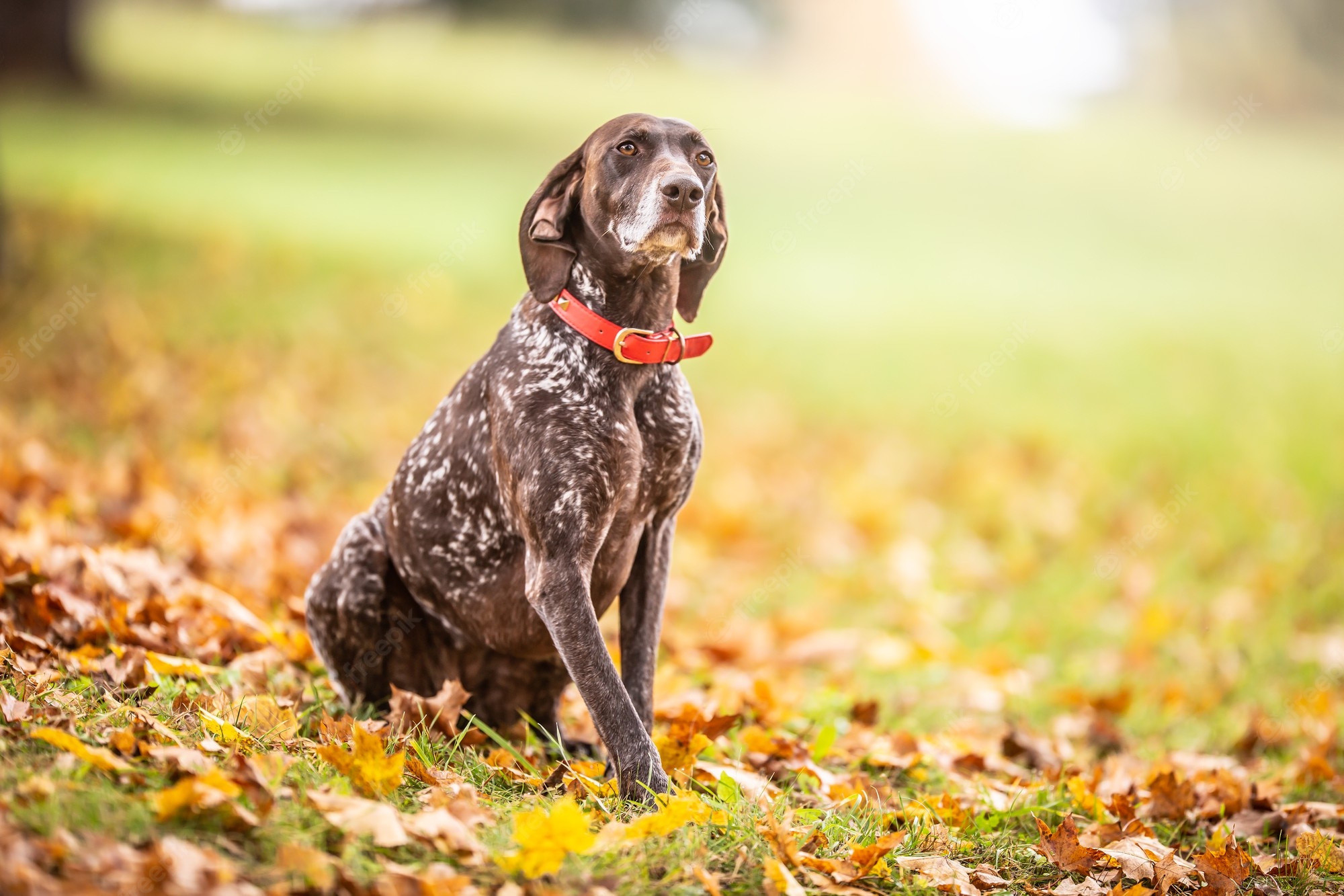 German Shorthaired Pointers Image. Free Vectors, & PSD