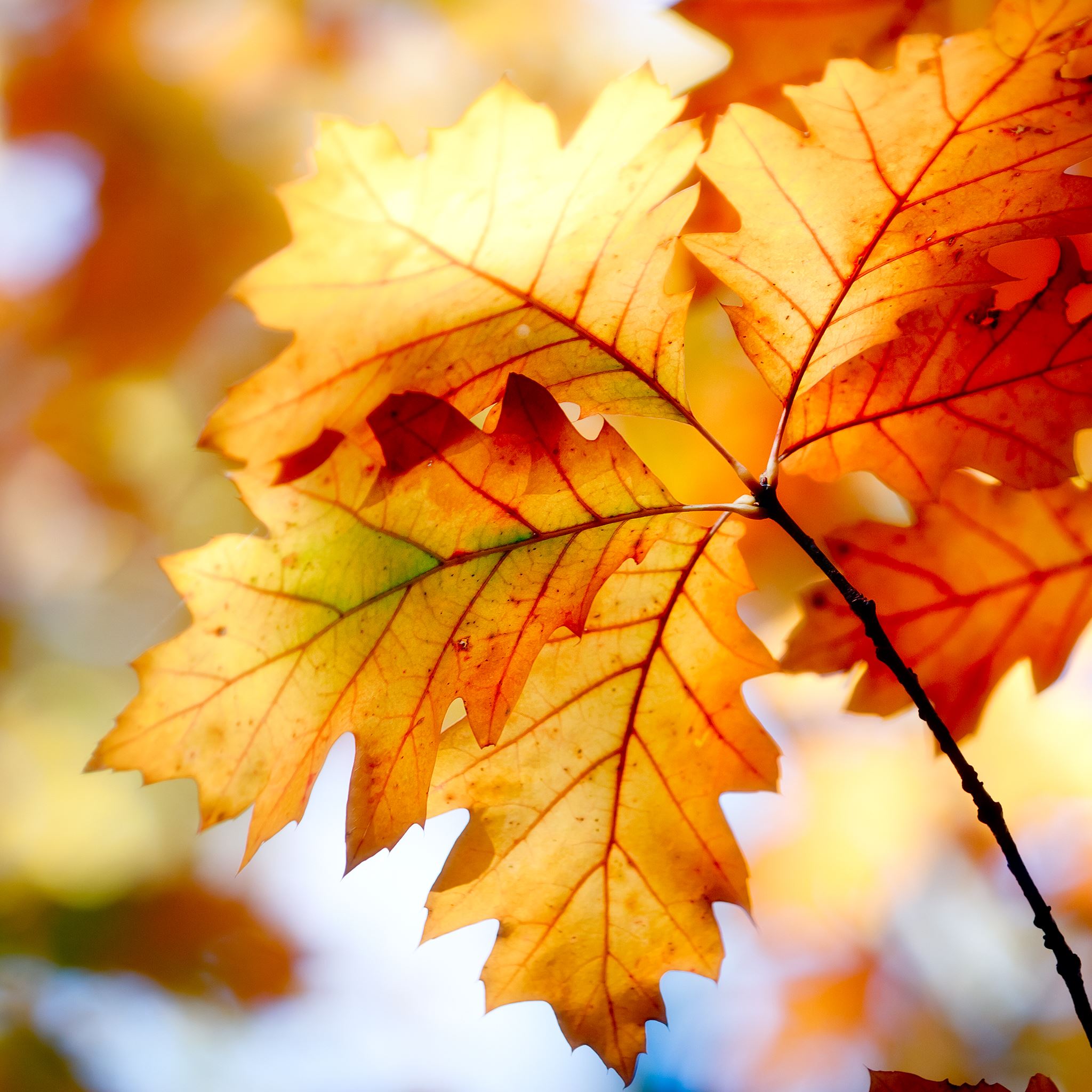 Autumn Leaf iPad Air Wallpaper Free Download
