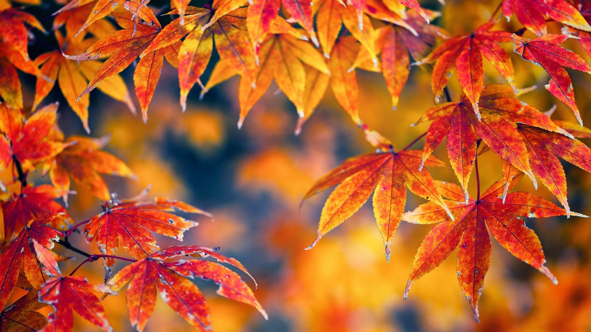 Fall Color Wallpaper