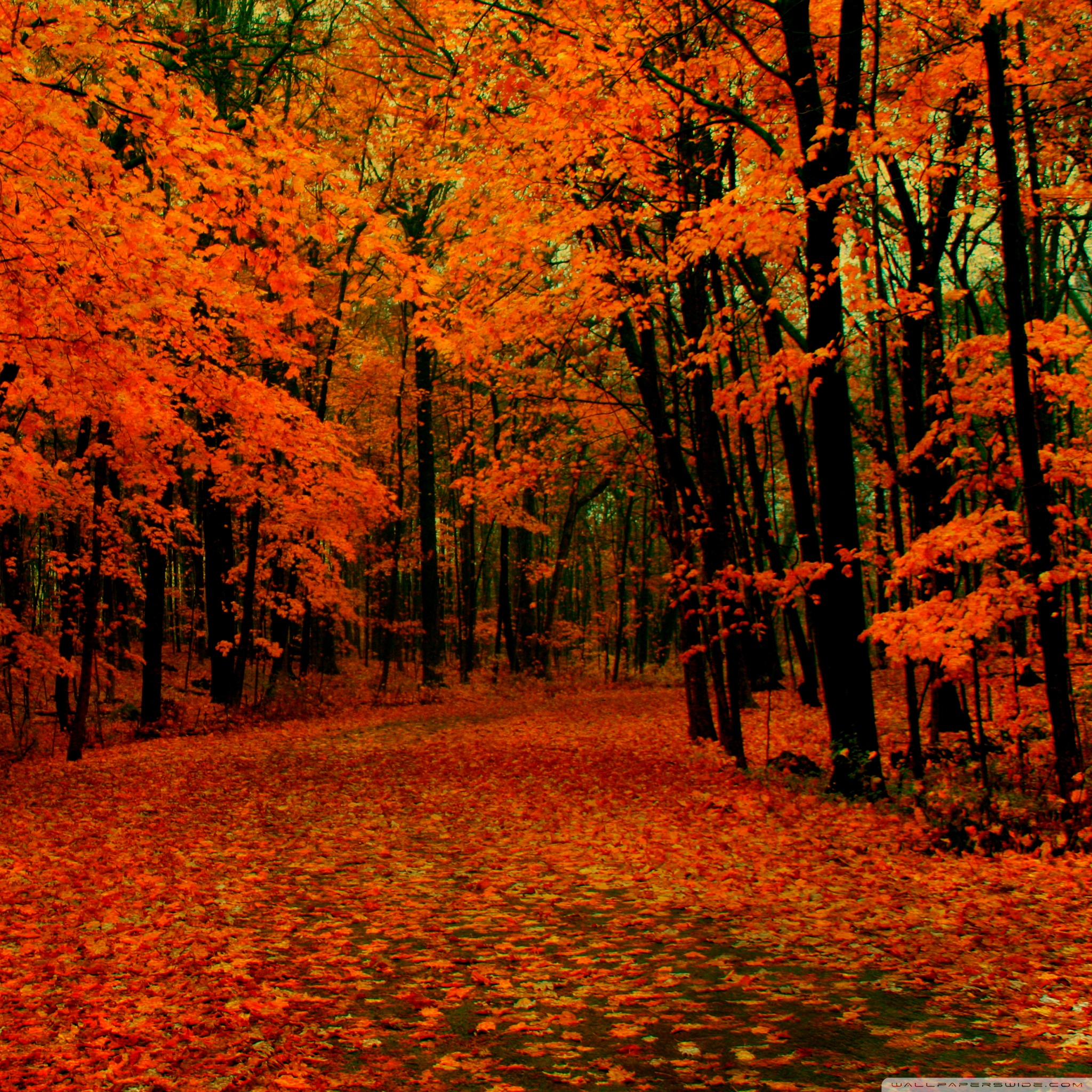 Fall Path Ultra HD Desktop Background Wallpaper for: Multi Display, Dual Monitor, Tablet