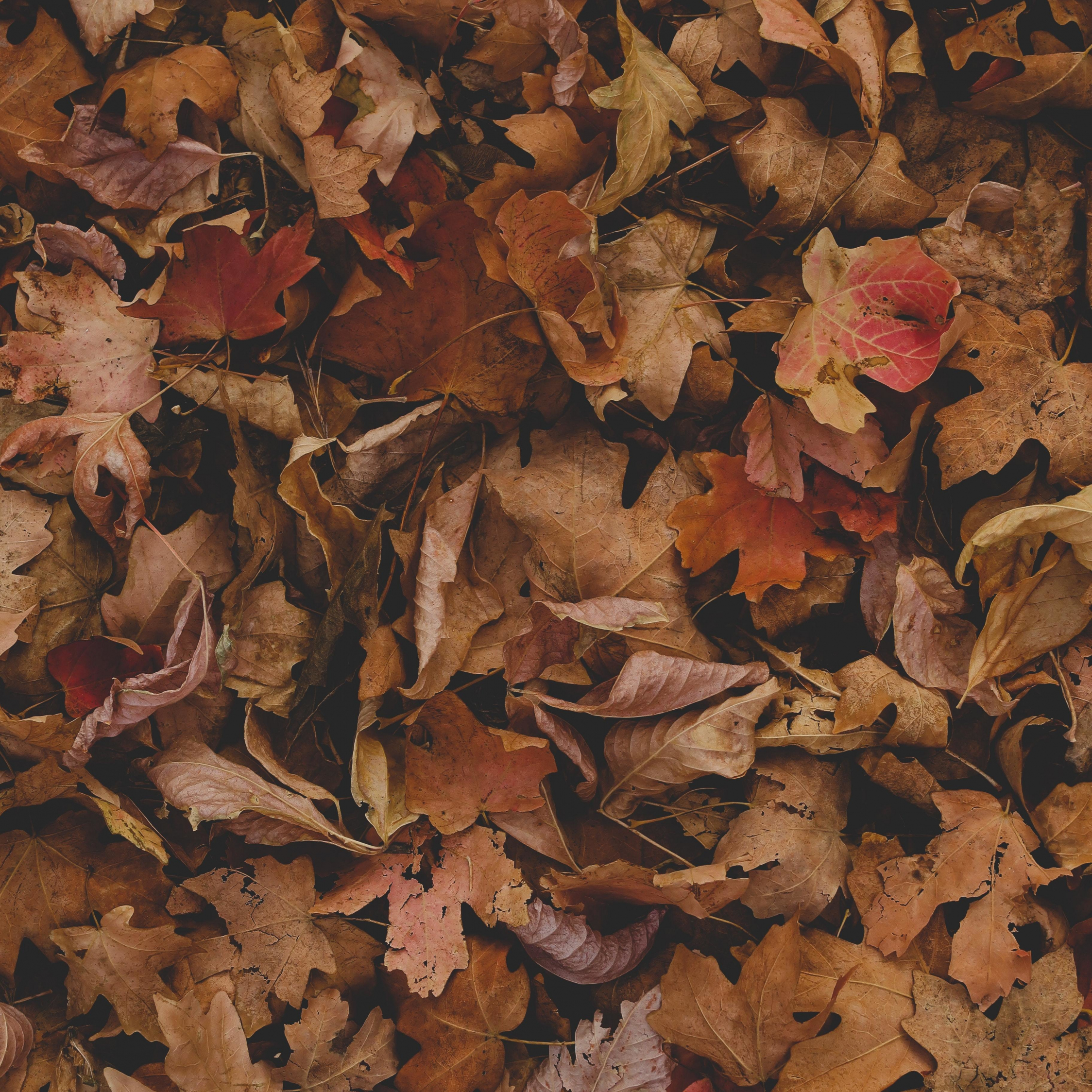 Download wallpaper 2248x2248 dry, fallen leaves, autumn, ipad air, ipad air ipad ipad ipad mini ipad mini 2248x2248 HD background, 26141