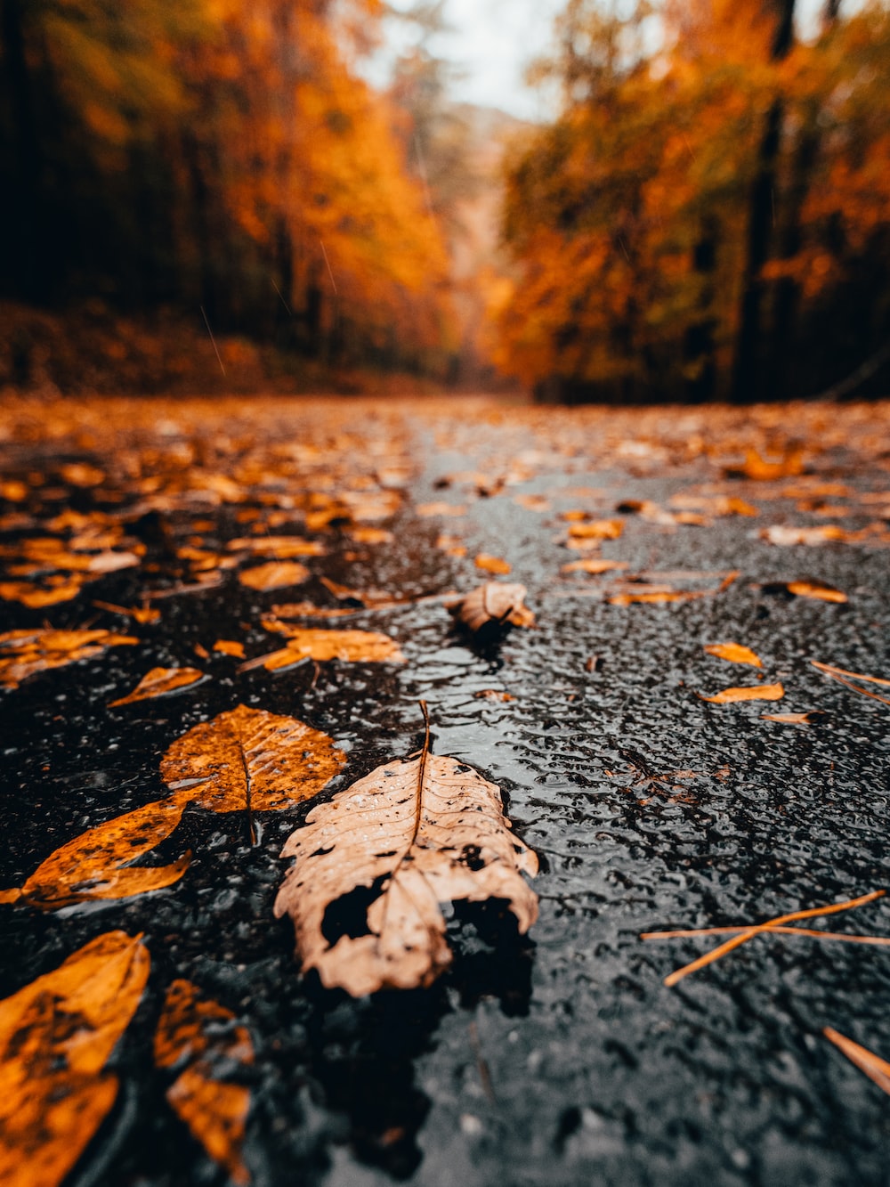 Autumn Rain Desktop Wallpaper