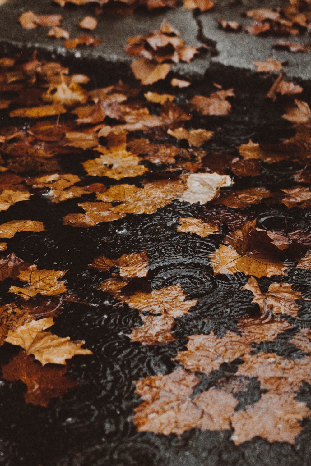 Autumn Rain Picture. Download Free Image