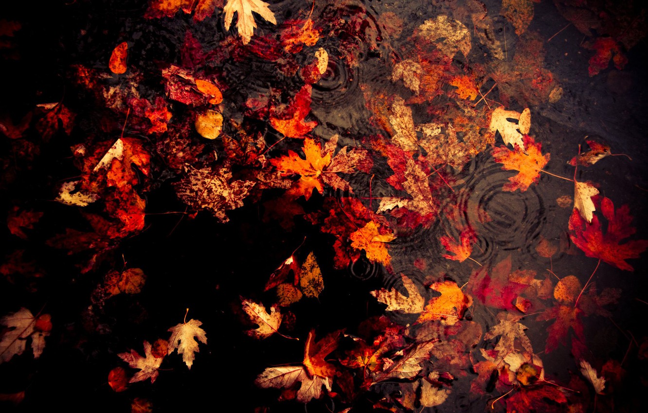 Wallpaper autumn, leaves, rain image for desktop, section природа
