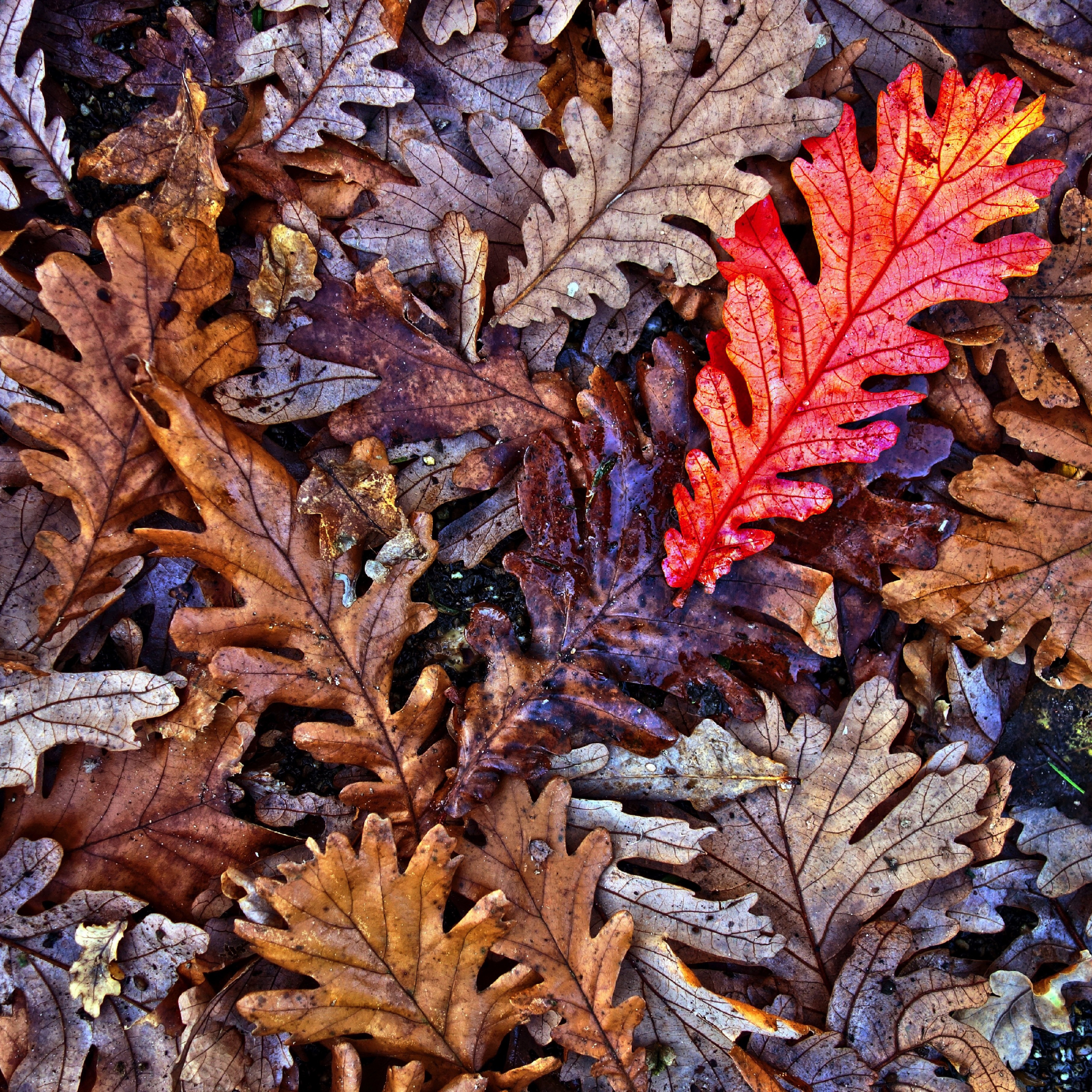 Download oak leaves, autumn, fall 2248x2248 wallpaper, ipad air, ipad air ipad ipad ipad mini ipad mini 2248x2248 HD image, background, 681