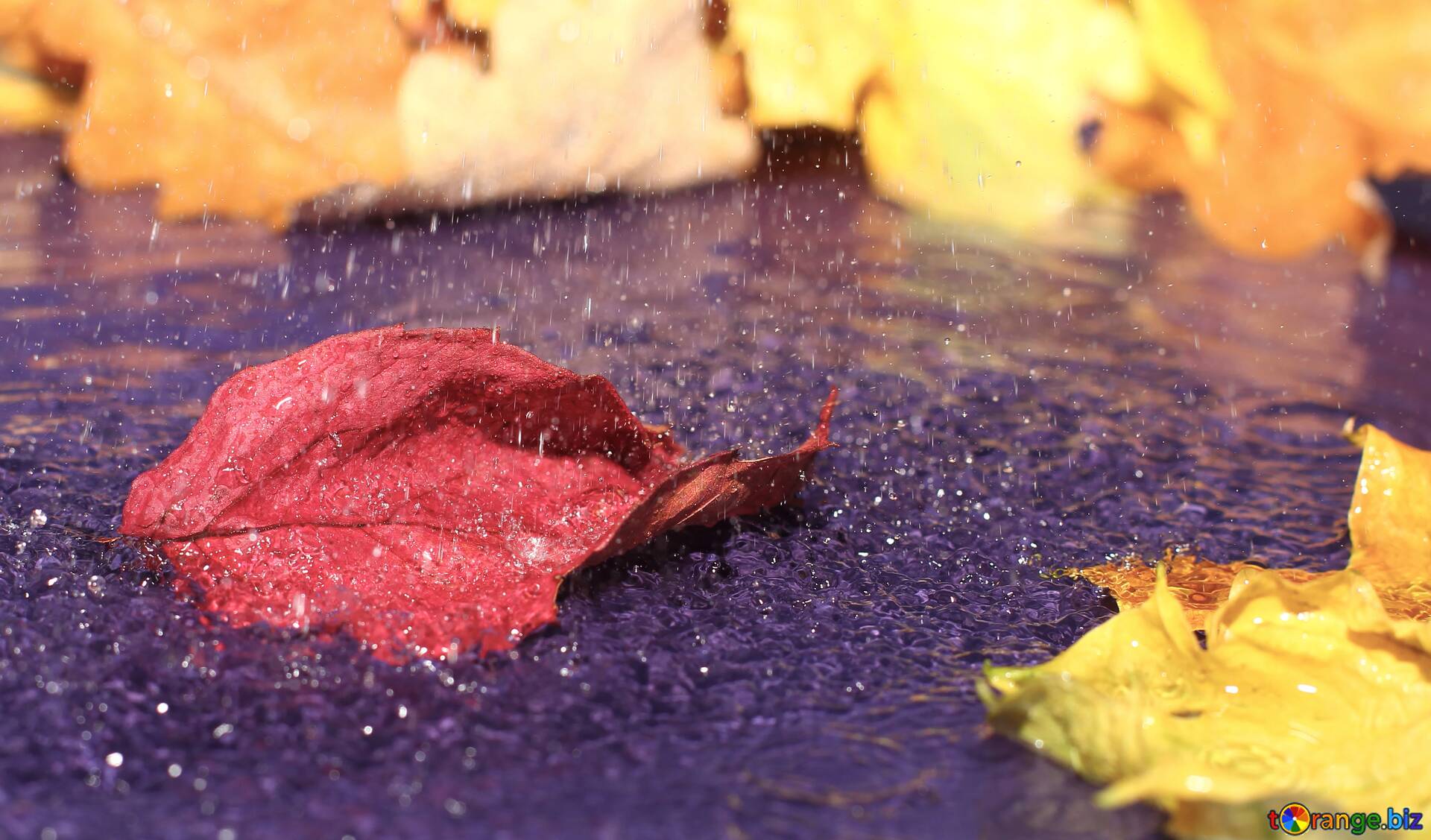 Download Free Picture Autumn Leaves Rain On CC BY License Free Image Stock TOrange.biz Fx №75935