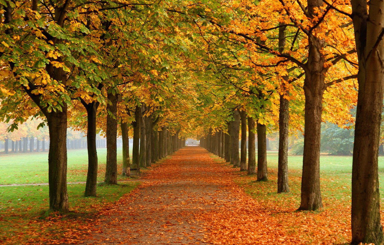 Wallpaper autumn, nature, Park, alley, chestnuts image for desktop, section природа