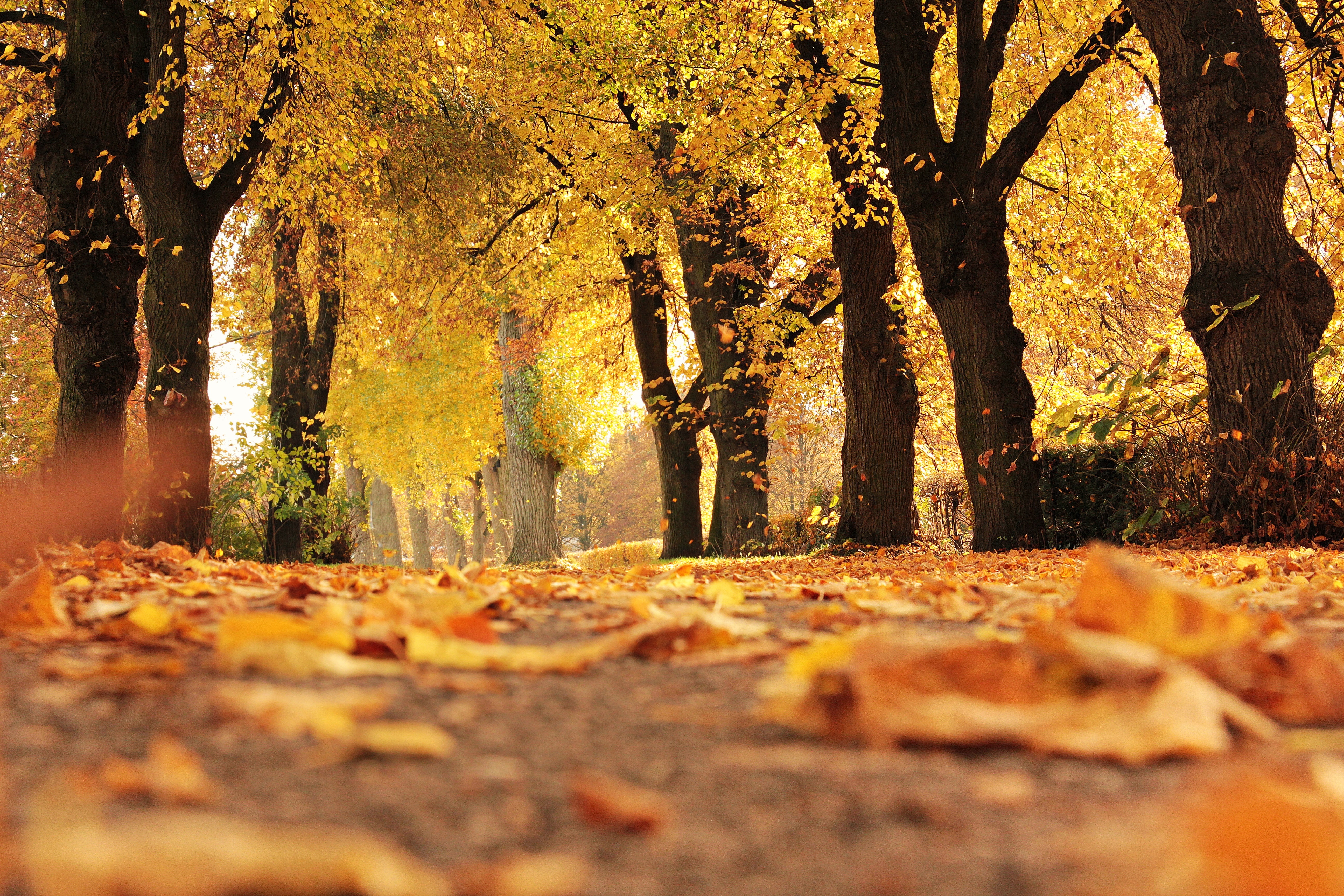 Fall Leaves Background Photo, Download Free Fall Leaves Background & HD Image