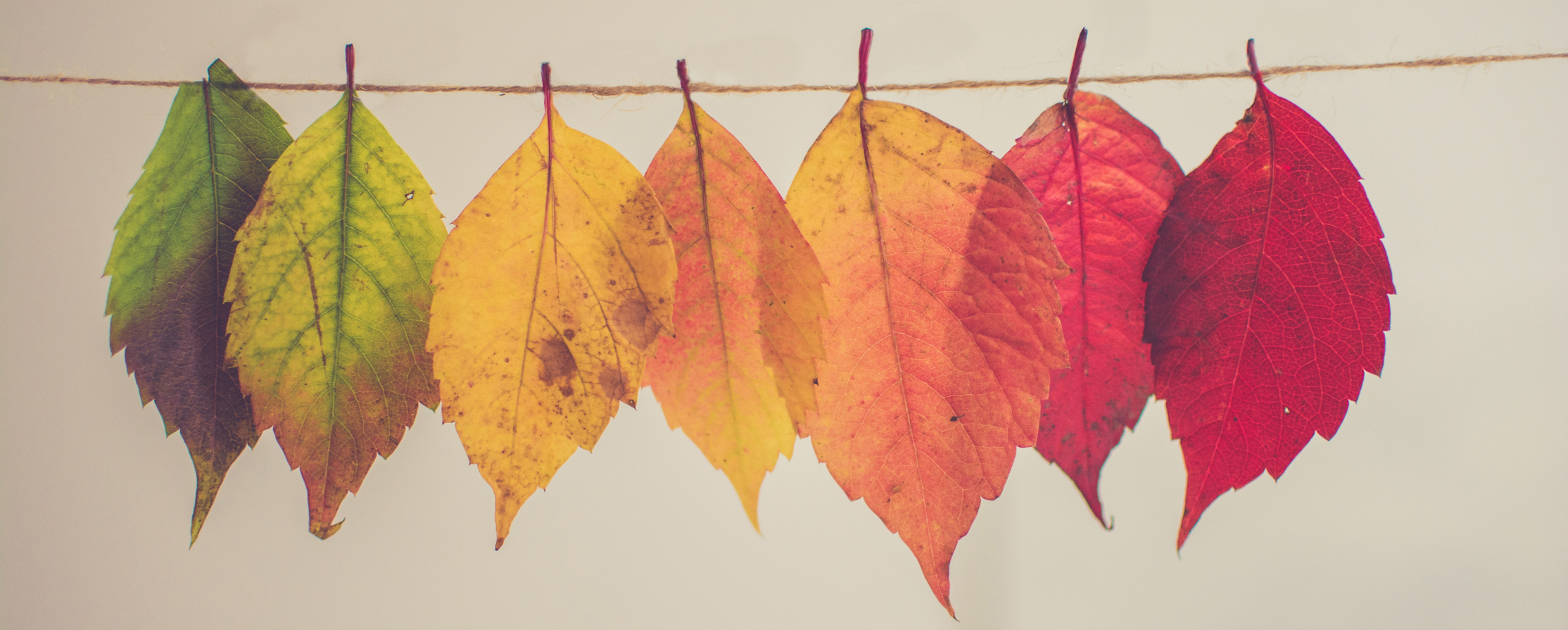 The Best Free Autumn and Fall