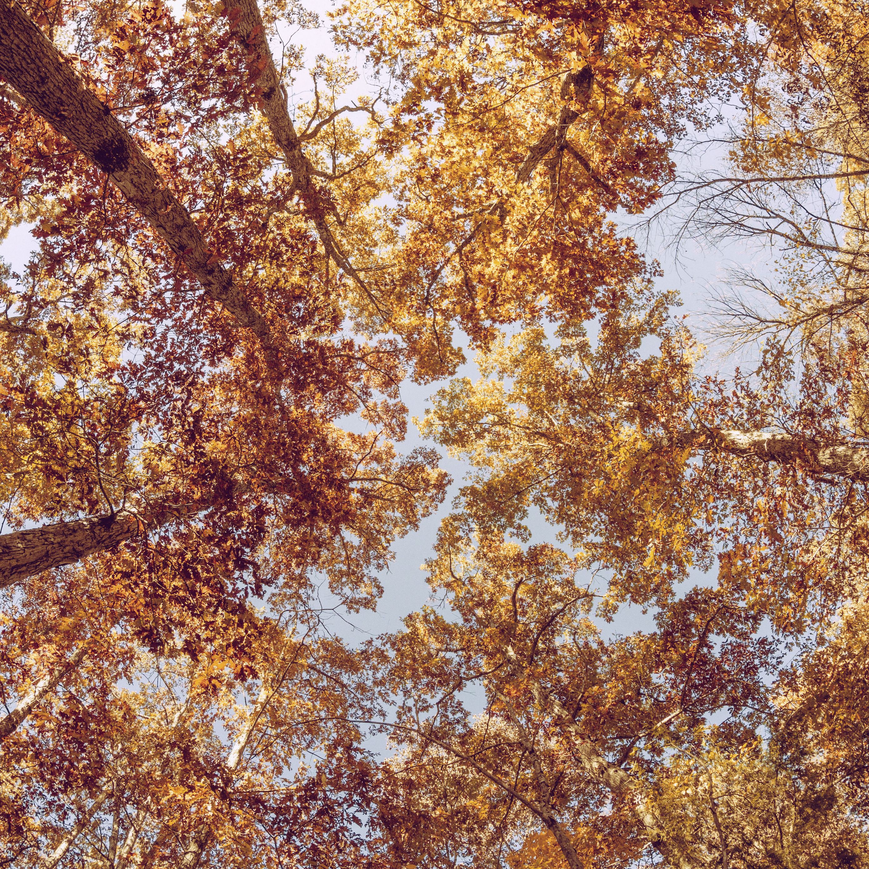 Download wallpaper 2780x2780 trees, view from below, autumn ipad air, ipad air ipad ipad ipad mini ipad mini ipad mini ipad pro 9.7 for parallax HD background