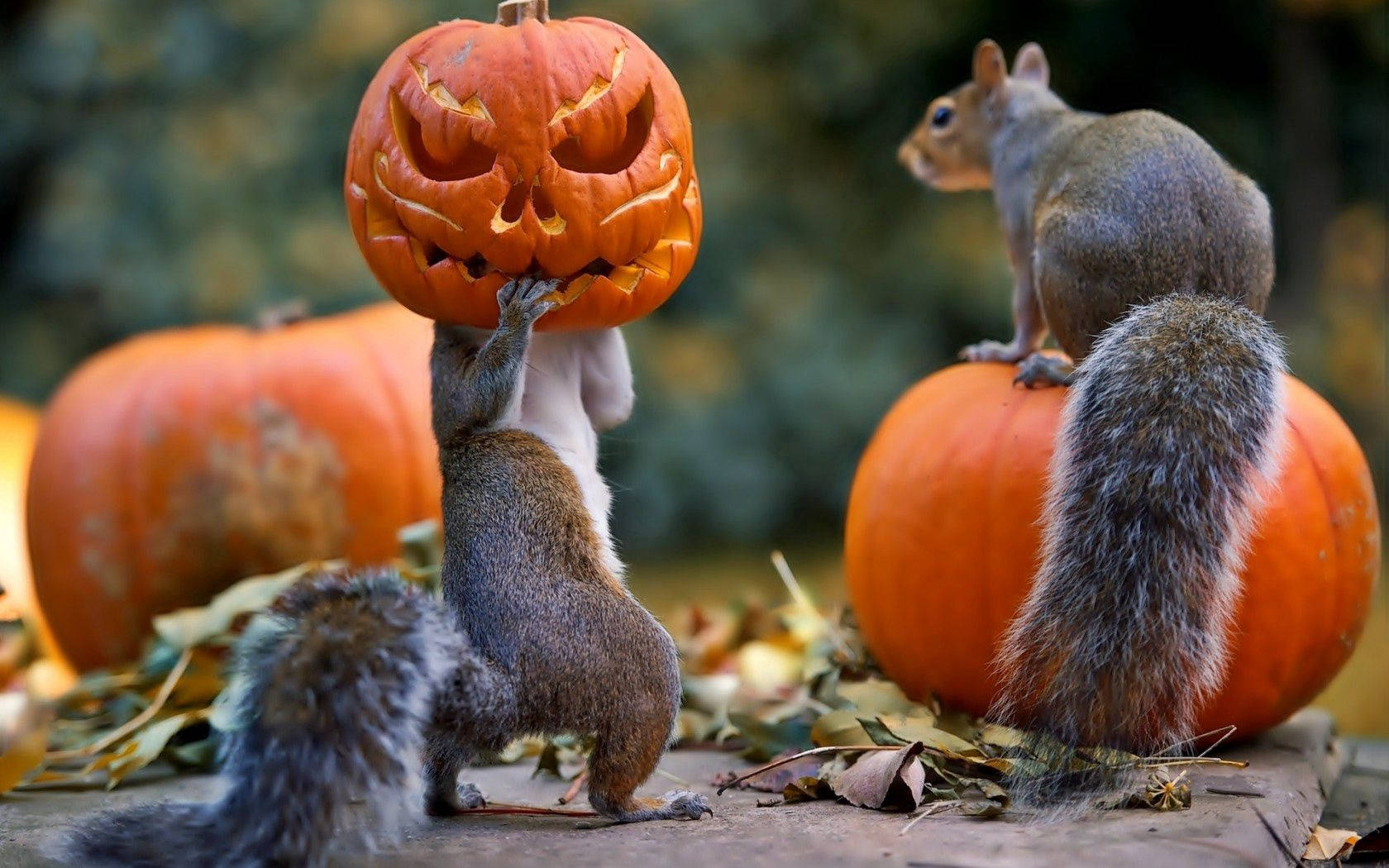 Download Squirrels Holding A Pumpkin On Halloween Wallpaper