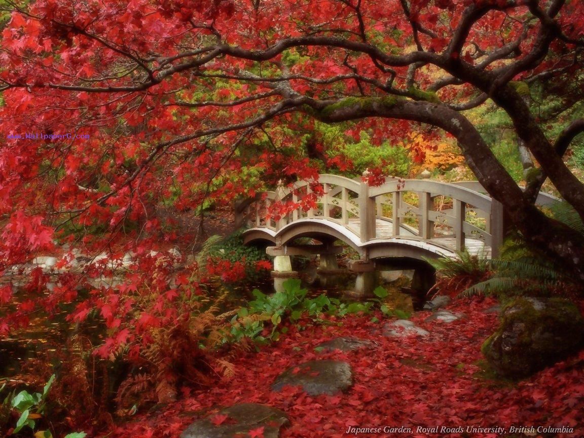 a bridge canopied by a tree. Japanese garden, Gardens of the world, Beautiful japanese gardens