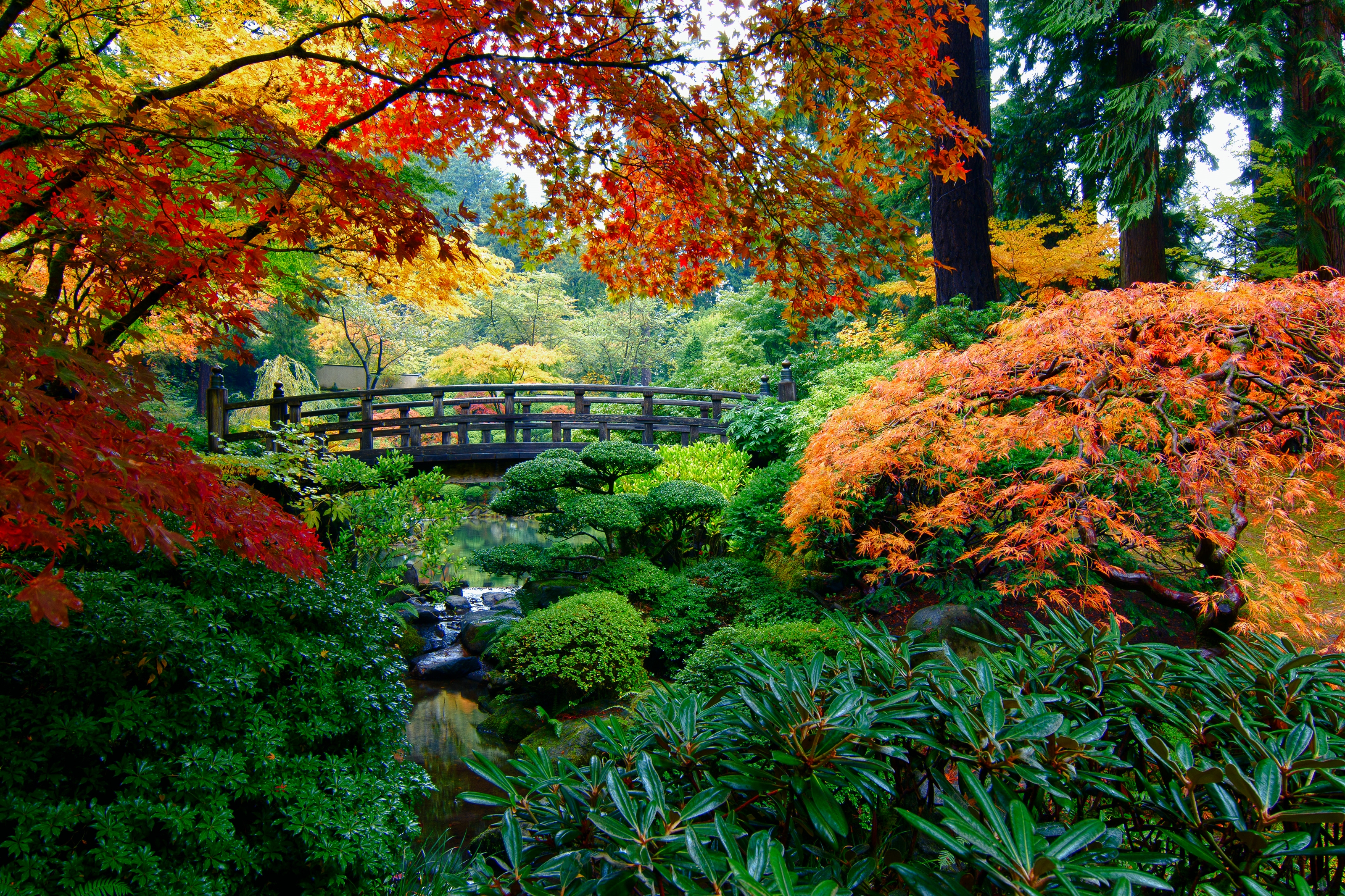 Japanese Garden in Autumn