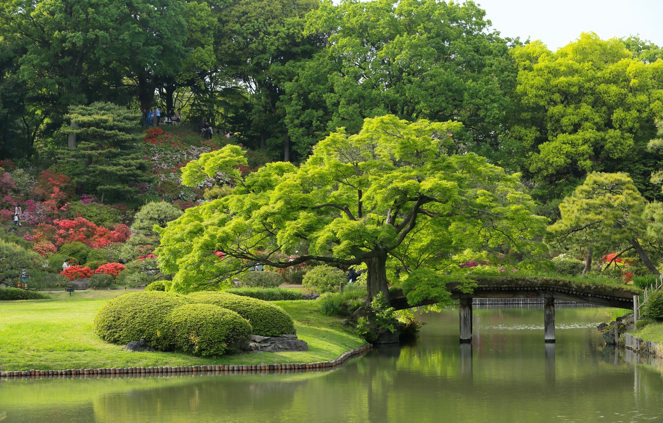 Wallpaper trees, Japan, Tokyo, Tokyo, Japan, the bridge, pond, Japanese garden, Rikugien Garden, Garden Rikugien image for desktop, section пейзажи