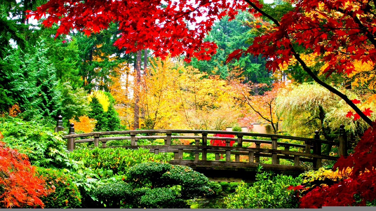 Japanese Bridge. Autumn landscape, Japanese garden, Beautiful nature wallpaper