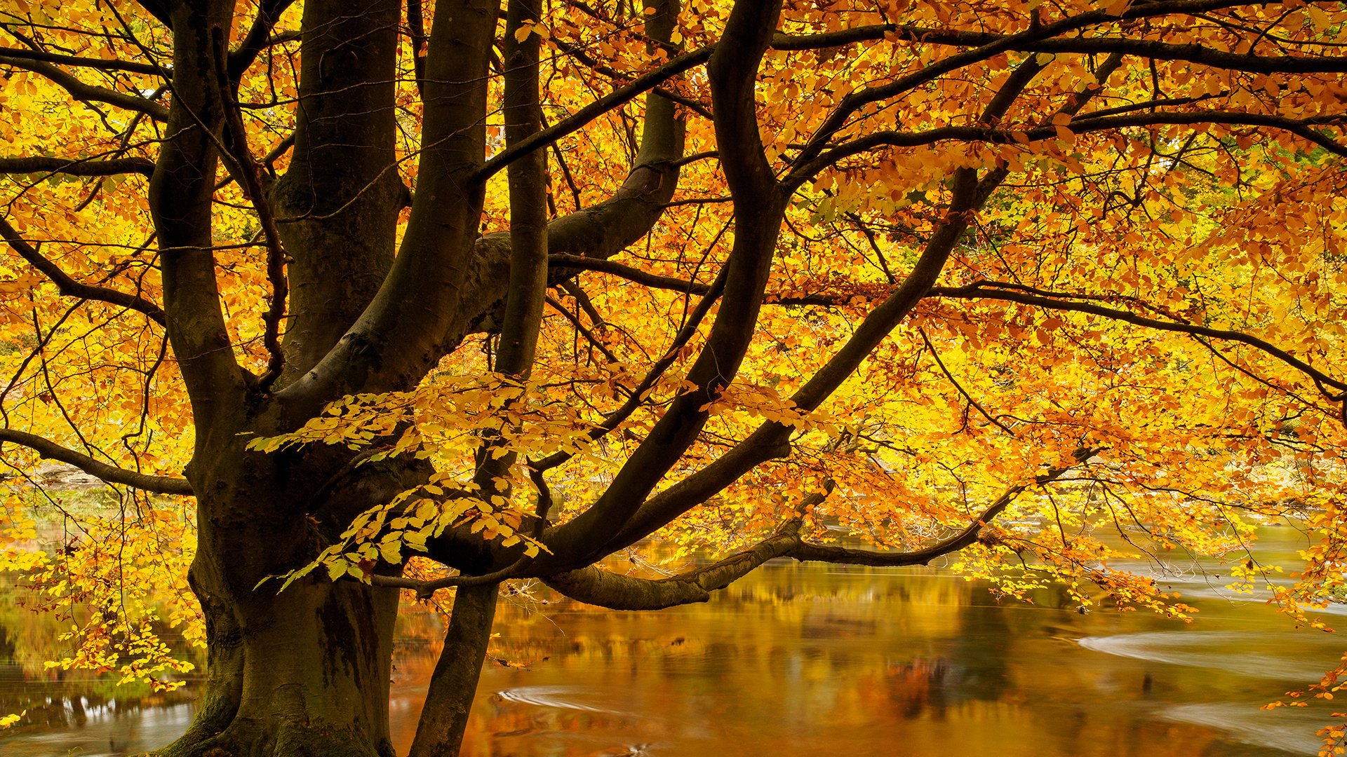 autumn, Tree, Lake, Landscape, Beauty, Nature Wallpaper HD / Desktop and Mobile Background