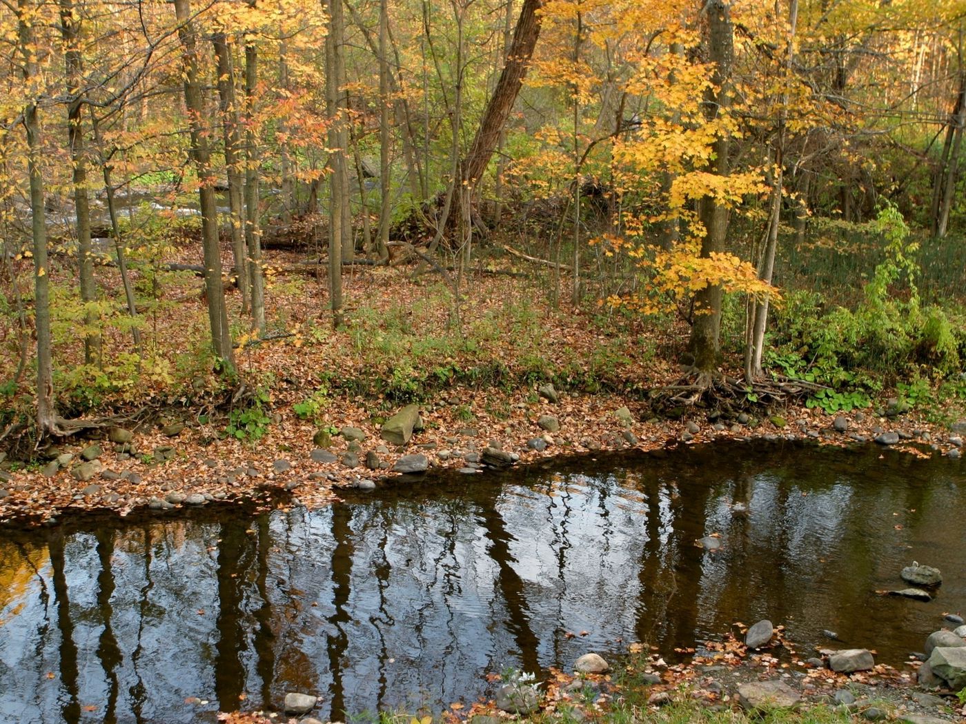 Download wallpaper 1400x1050 river, wood, autumn, leaves, stones, coast, reflection, ripples standard 4:3 HD background