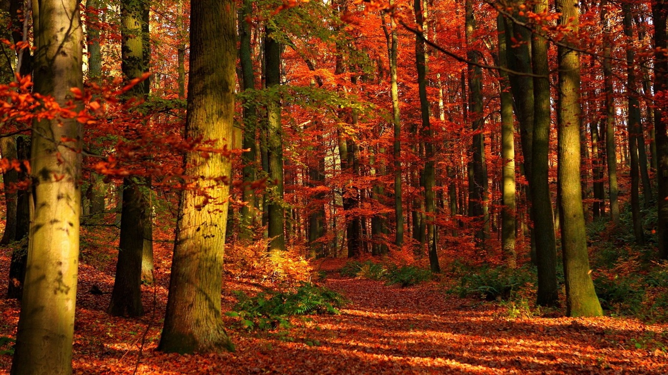 Autumn wood leaves trees