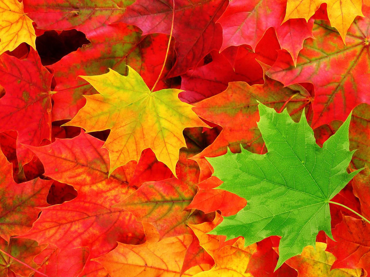 Autumn Leaves Wallpaper. HD Background Image. Photo