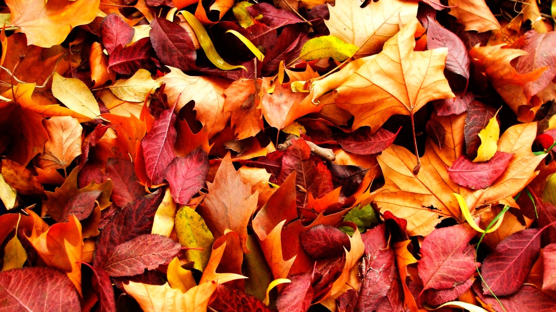 Computer Autumn Leaves Wallpapers Wallpaper Cave