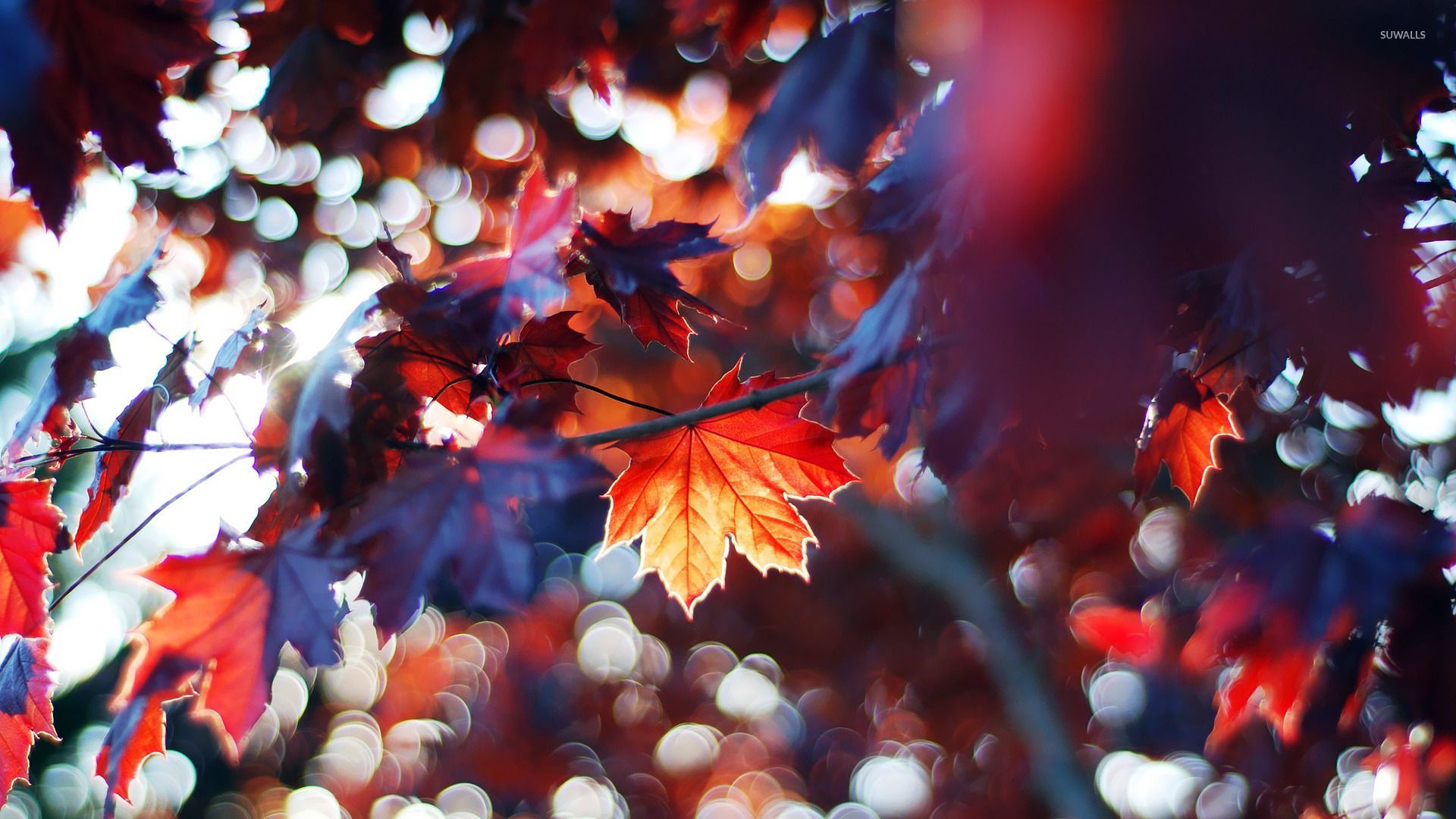 Free Download Fall Leaves HD Wallpaper