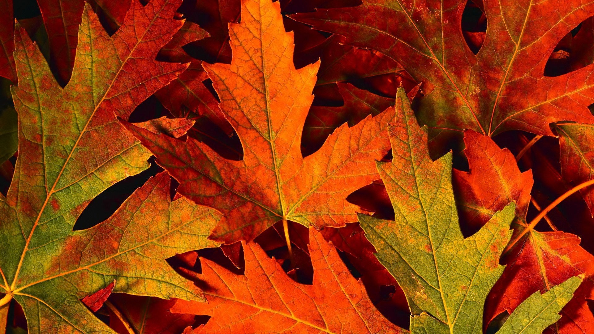 Computer Autumn Leaves Wallpapers - Wallpaper Cave