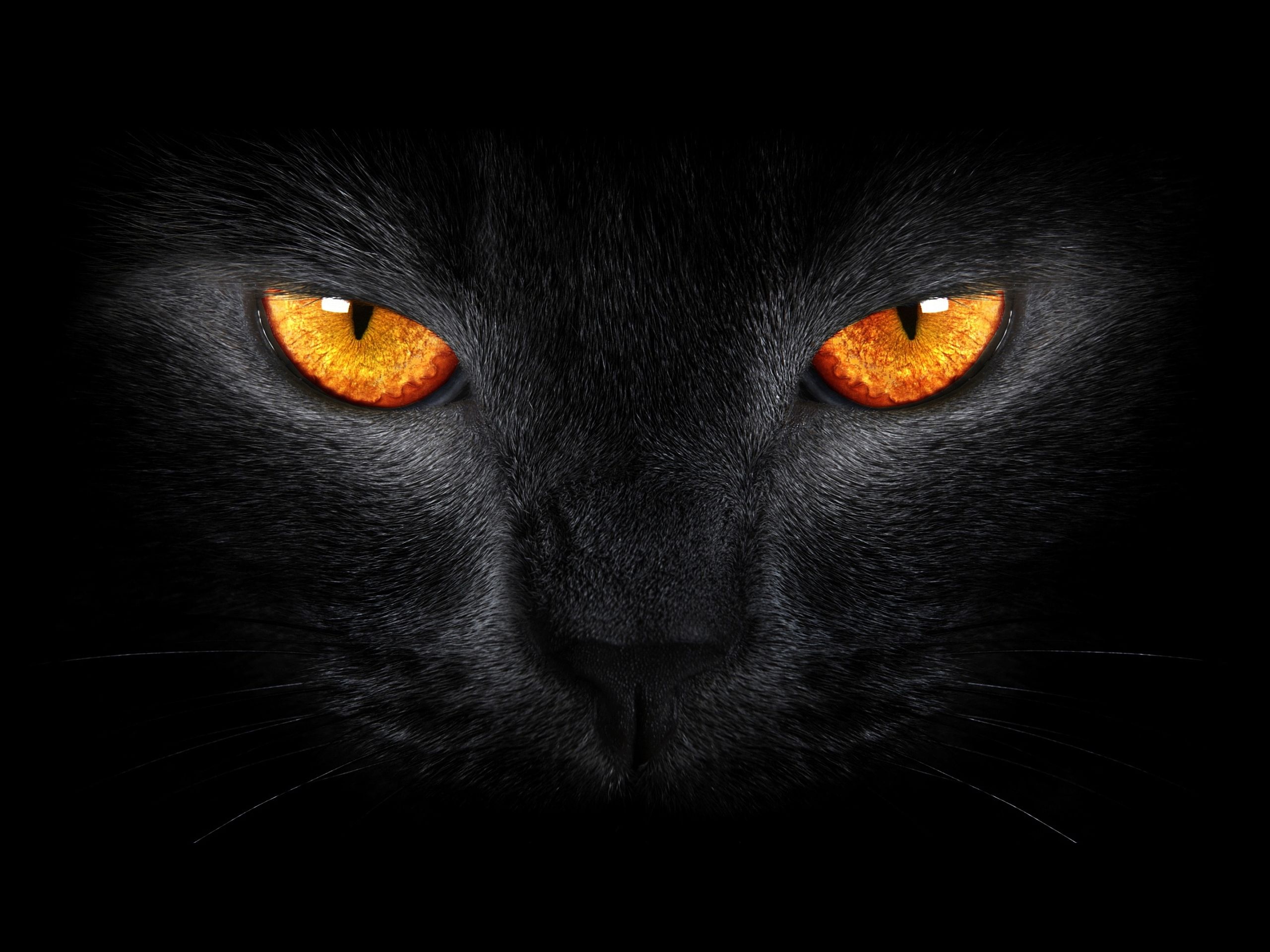 Halloween Cat Wallpaper