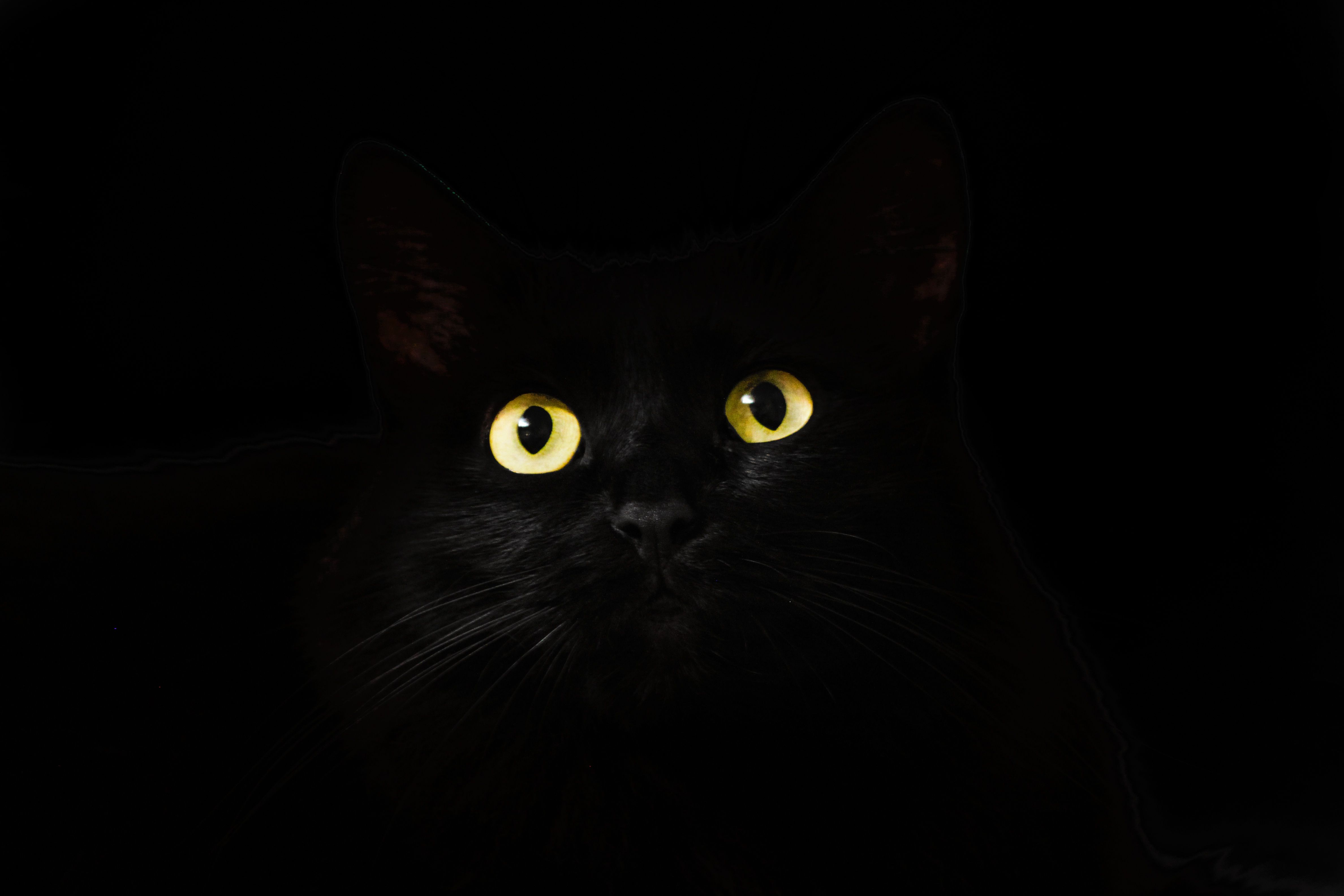 Dark Cat Wallpaper