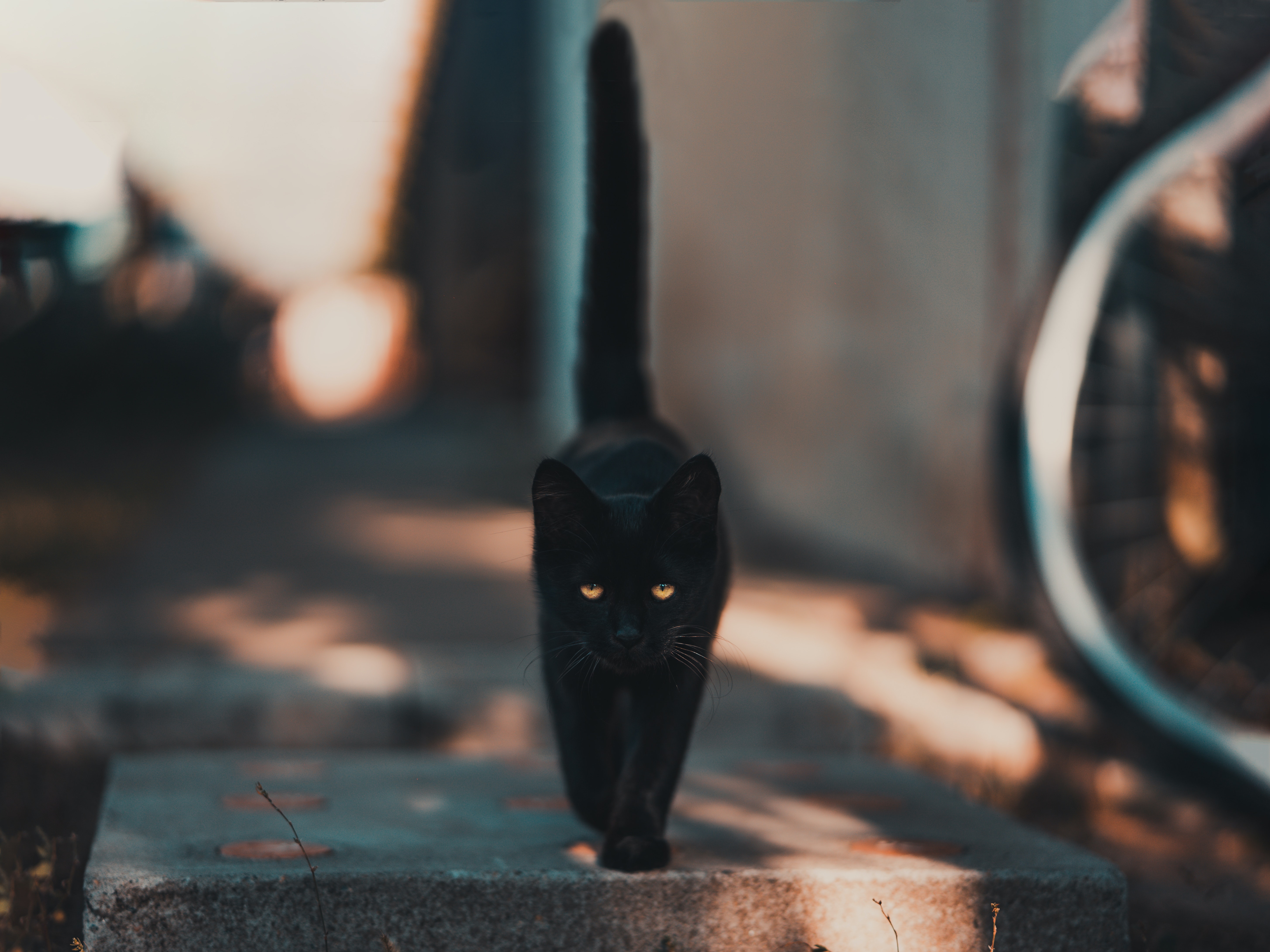 Shadow Cat Wallpapers - Wallpaper Cave