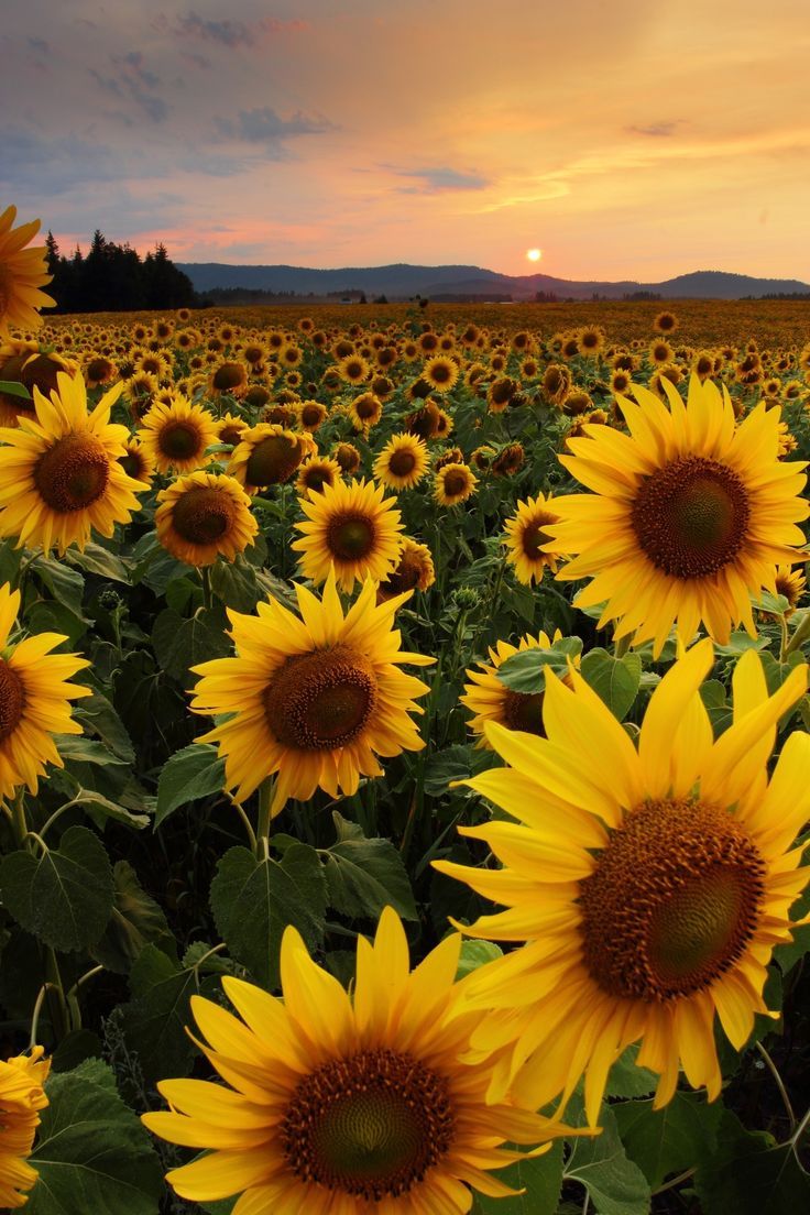 Sunflower Fields by Timothy Eberly #sunflowers #flowers #flowerbed #flowerfield #yellow. Sunflower photography, Sunflower wallpaper, Sunflower field photography