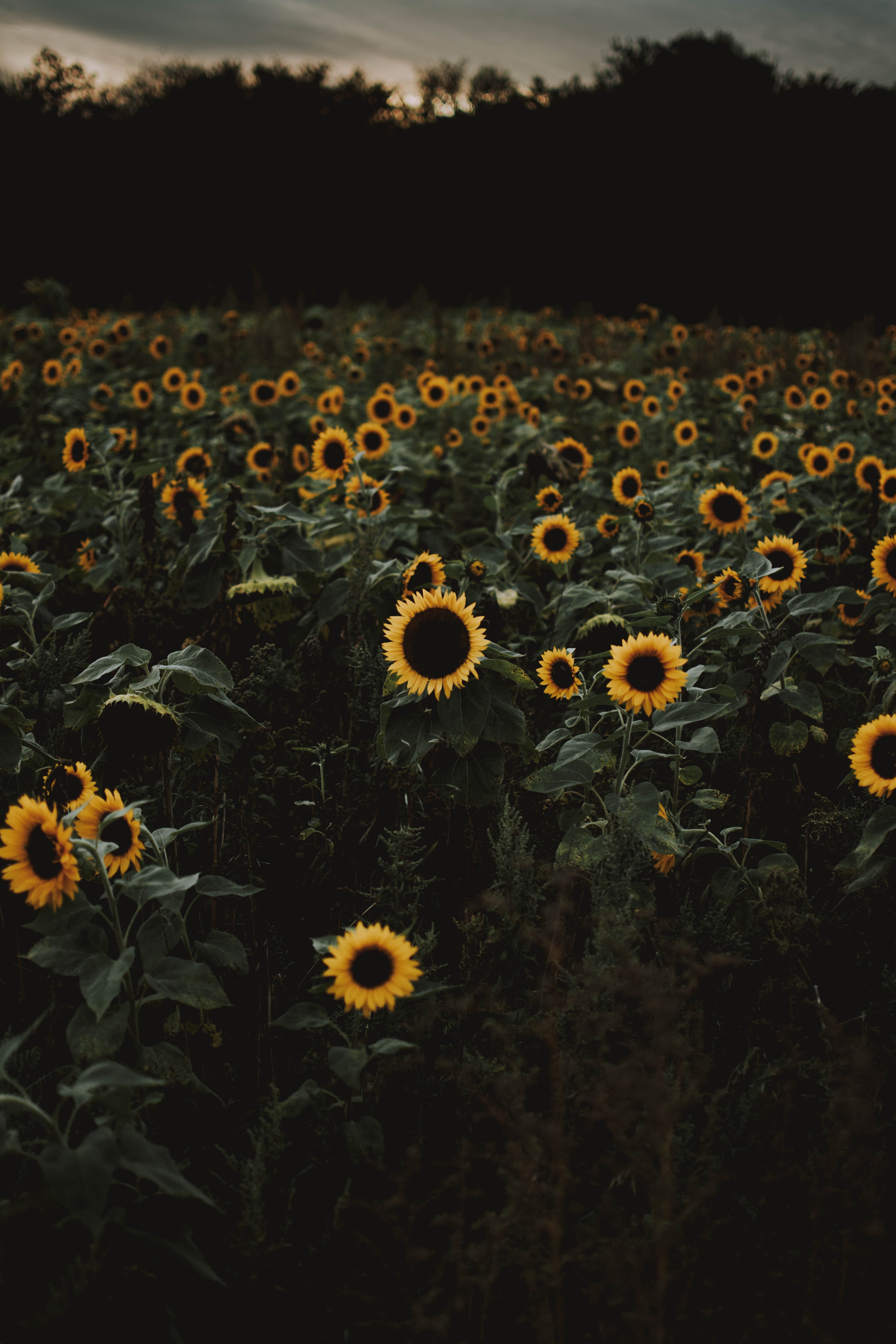 Sunflower Field Photo, Download Free Sunflower Field & HD Image