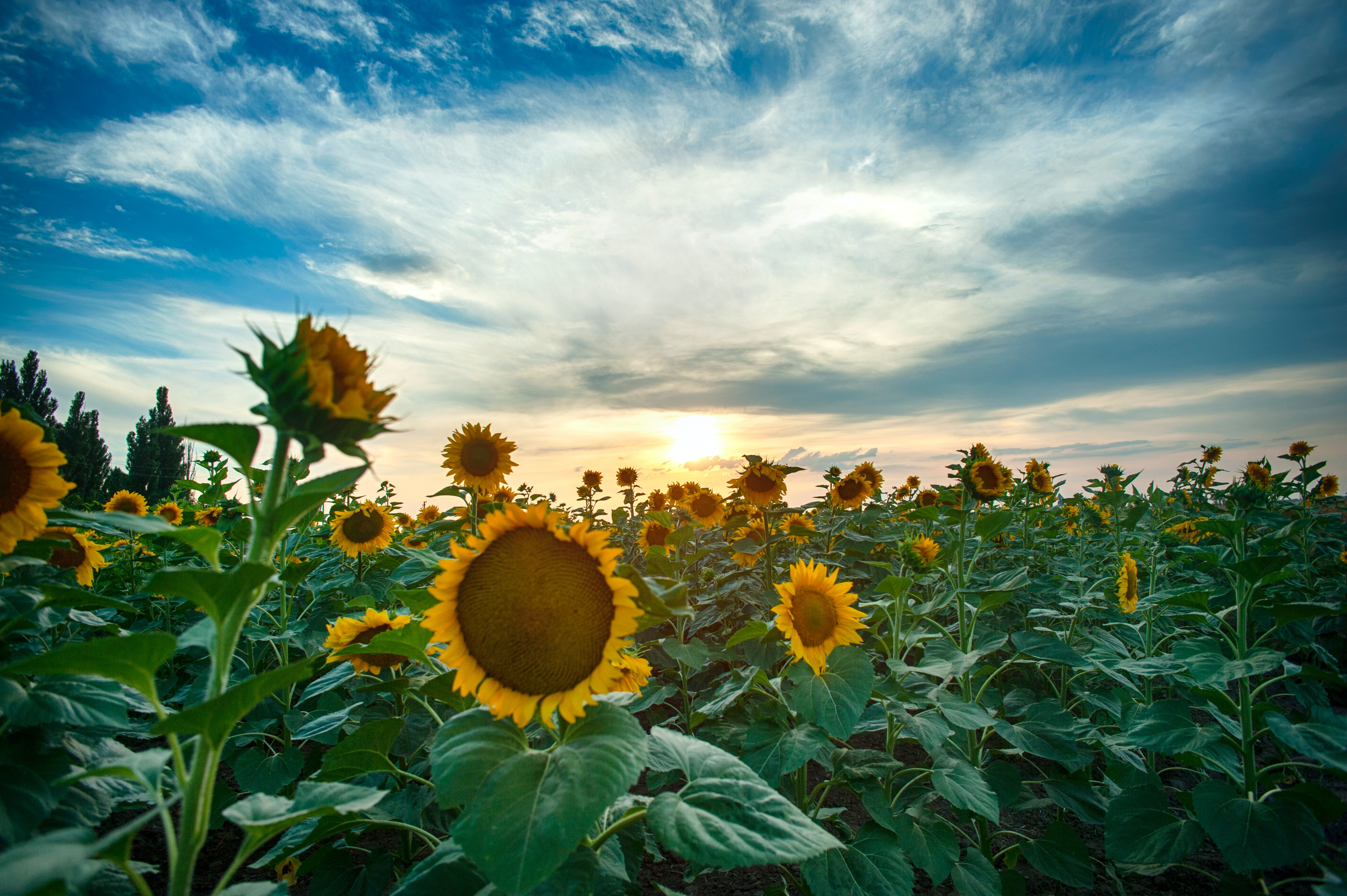 Sunflower Field Photo, Download Free Sunflower Field & HD Image