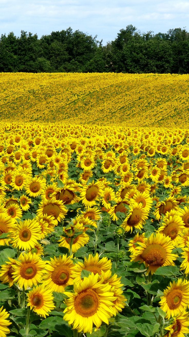 Download Wallpaper 1080x1920 Field, Sunflowers, Landscape, Summer Sony Xperia Z1, ZL, Z, Samsung Gala. Sunflower photography, Sunflower fields, Sunflower picture