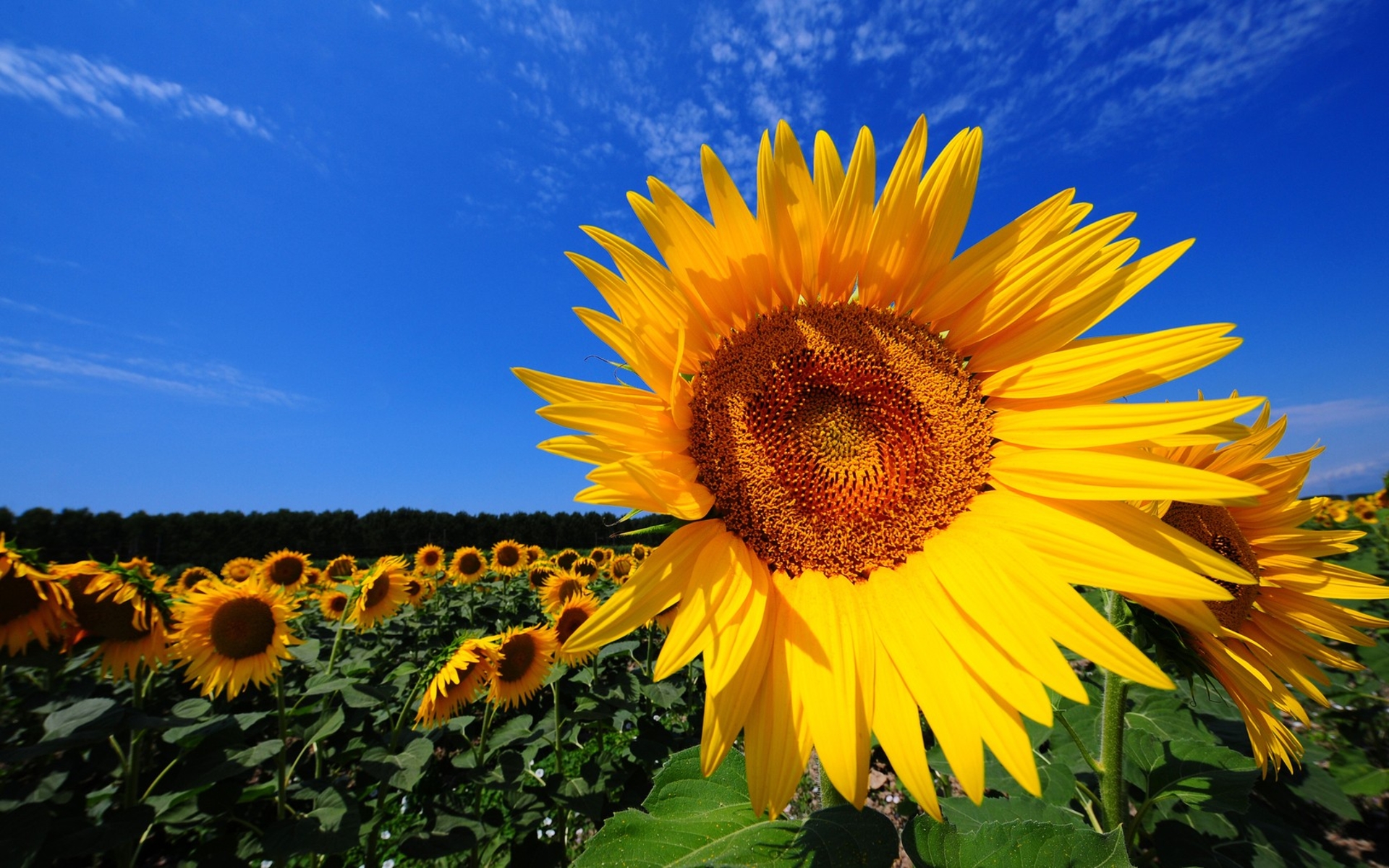 Sunflower Fields Wallpaper Desktop Hq HD wallpaper