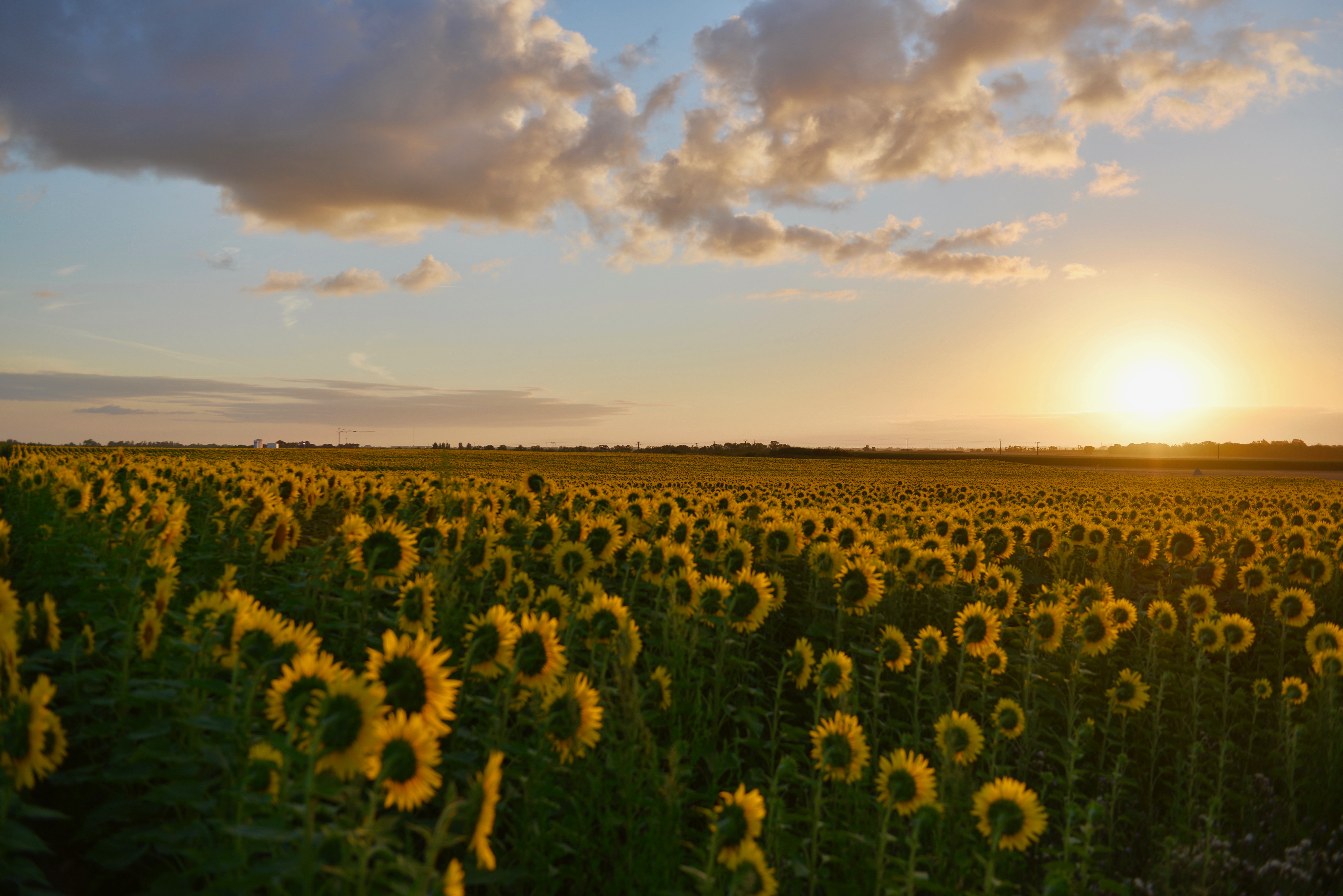 Sunflower Field Photo, Download Free Sunflower Field & HD Image