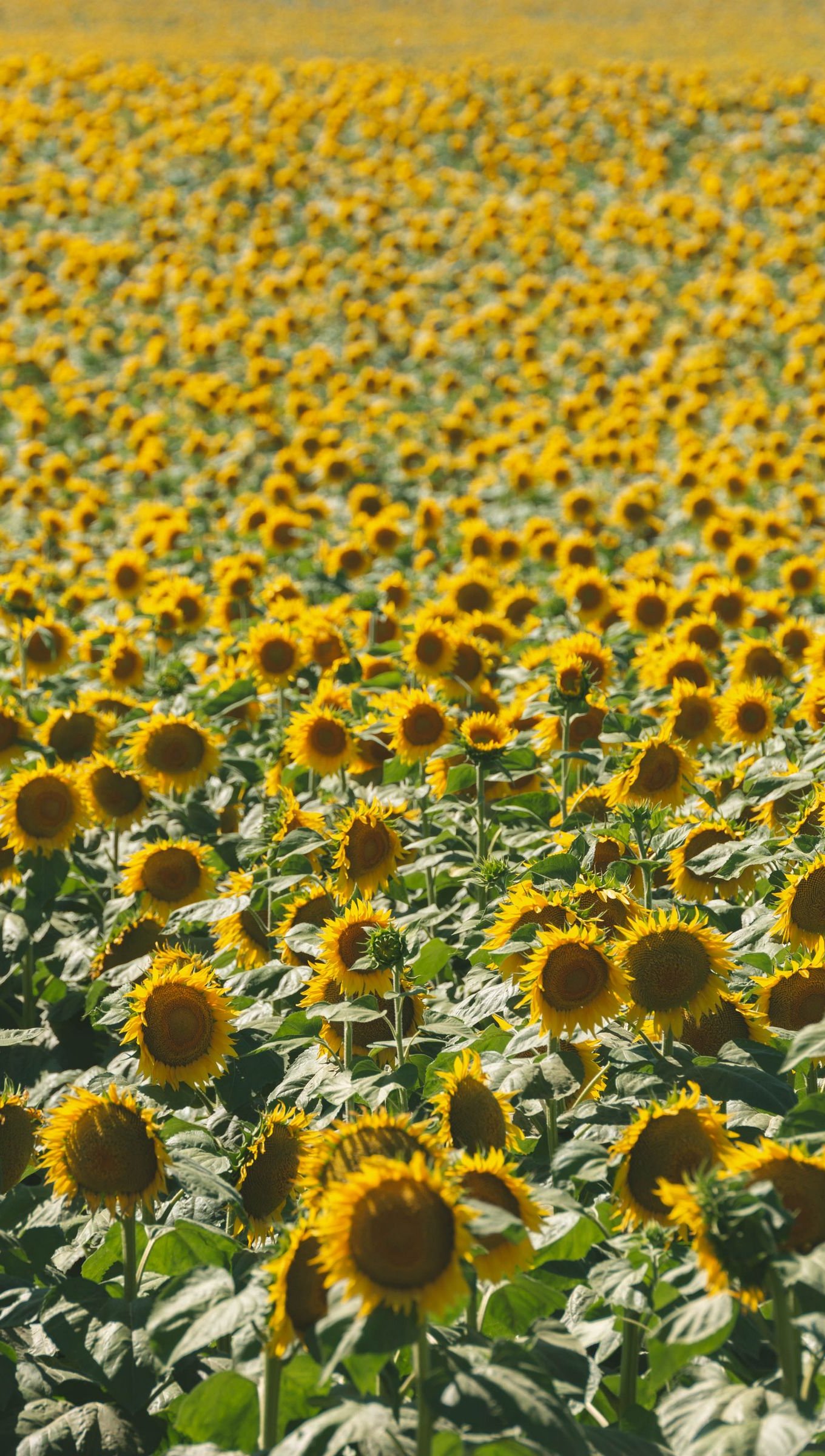 Sunflower Field Wallpaper 4k Ultra HD