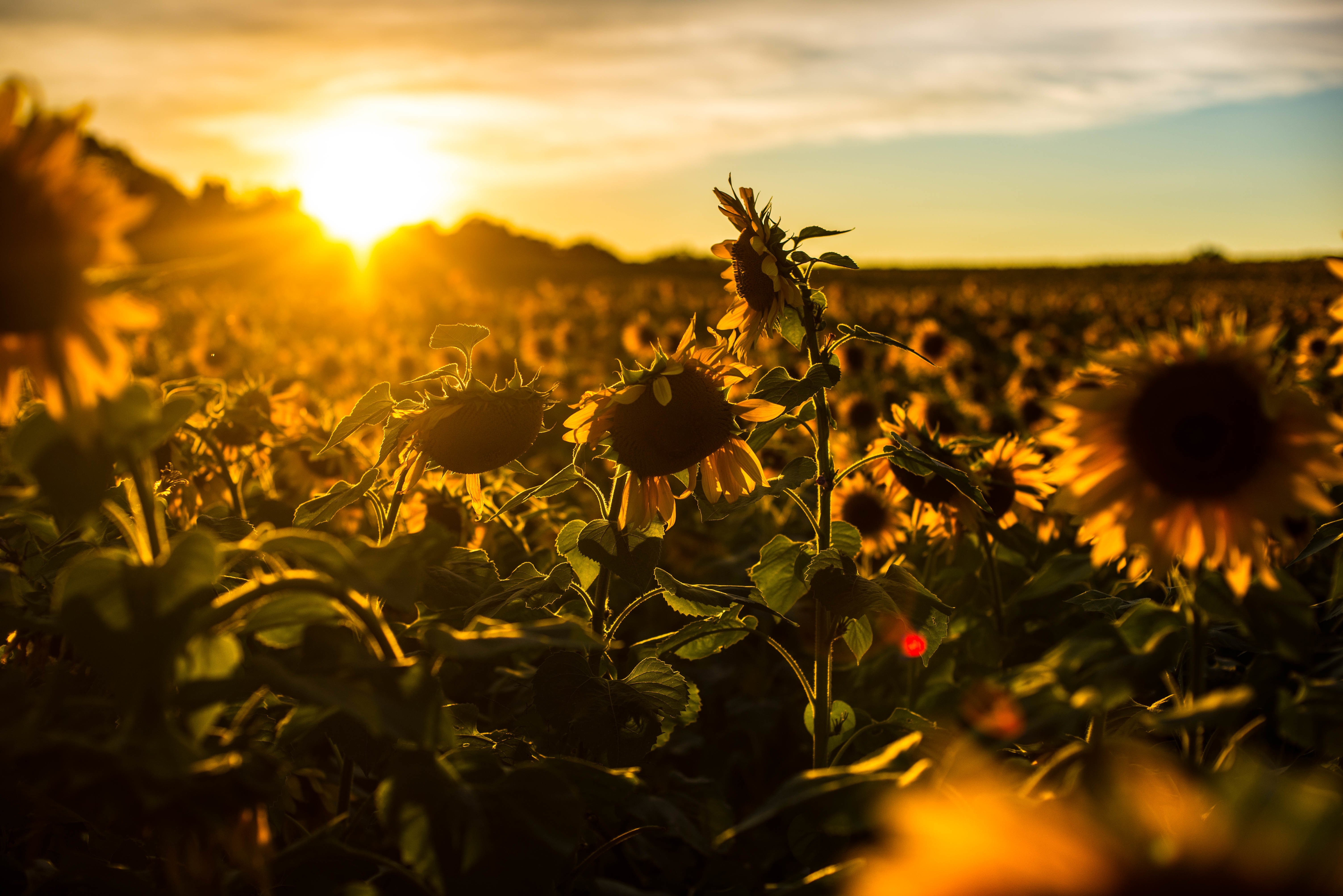 sunrise, Sunset, Sunflower, Field, Flowers, Nature Wallpaper HD / Desktop and Mobile Background