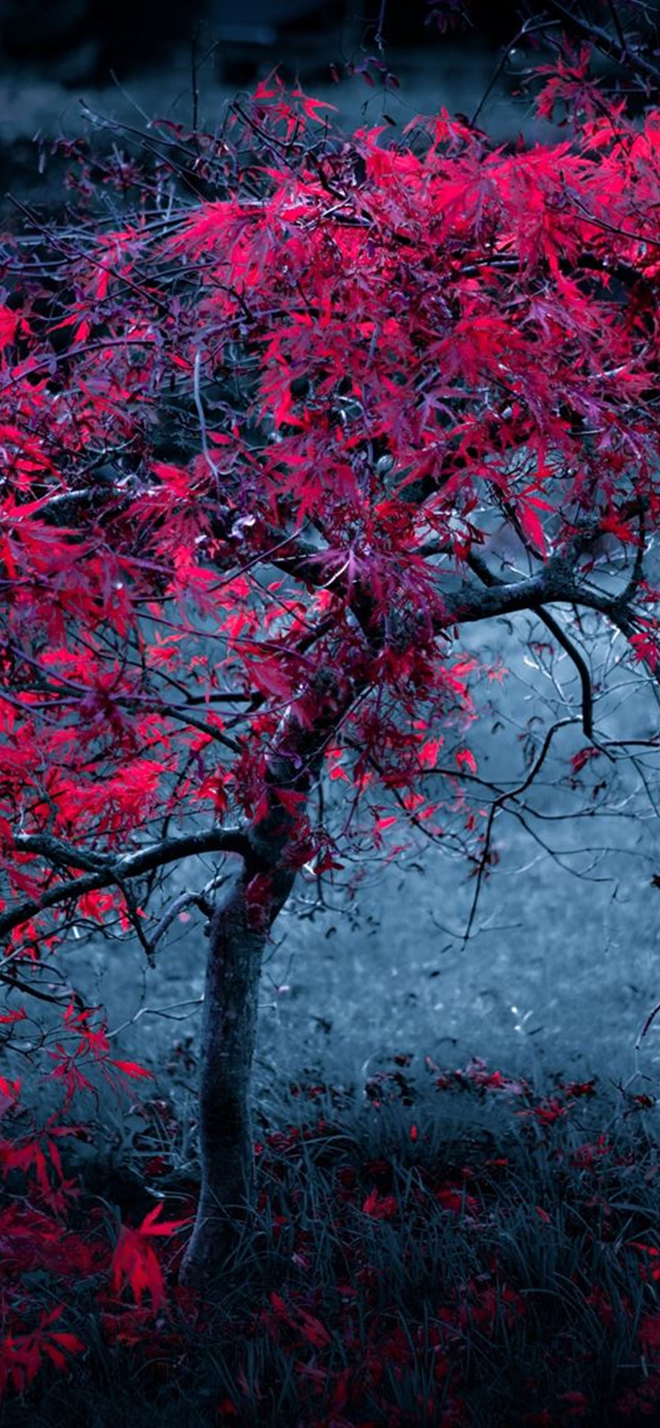 Tree Leaves Fog Light Purple Autumn iPhone Wallpaper Free Download