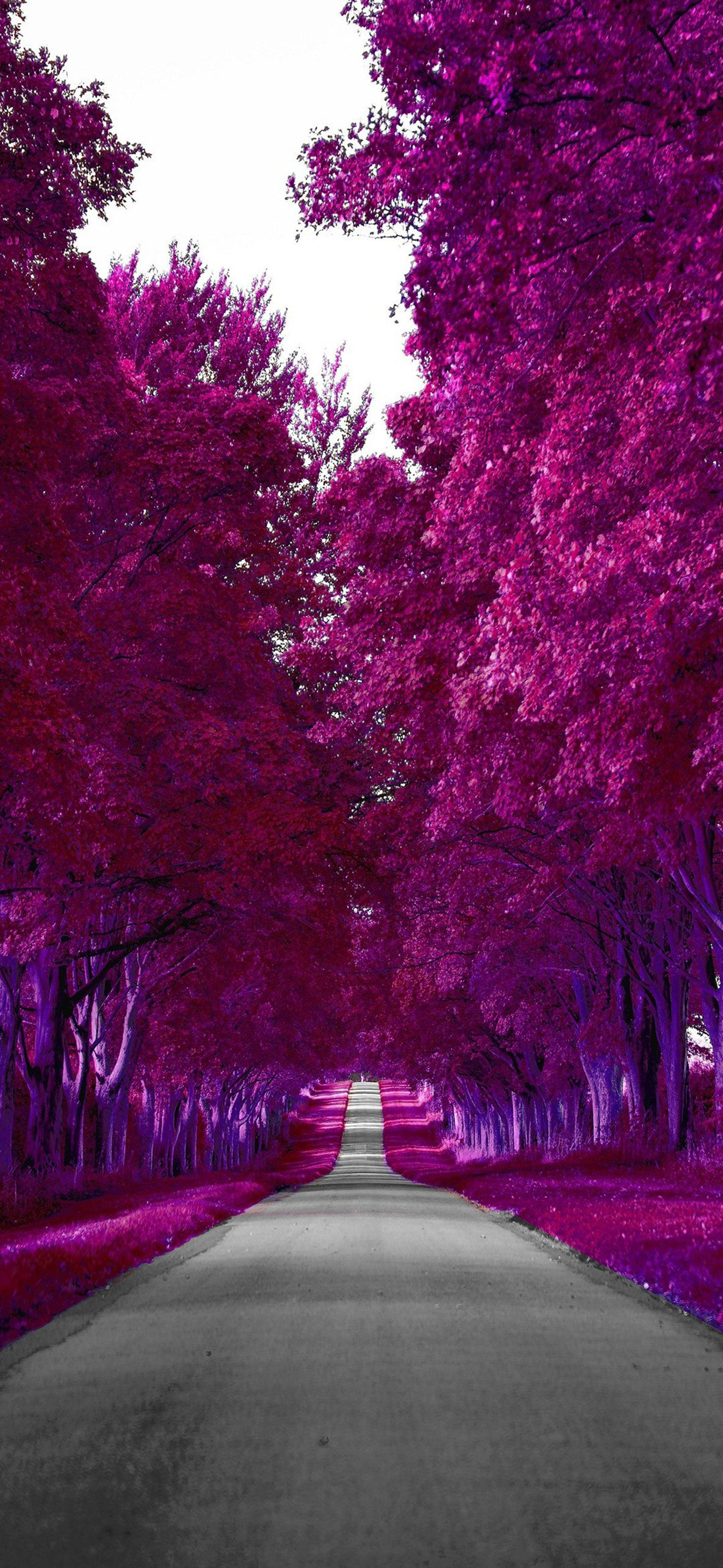 Download Samsung Galaxy S22 Purple Autumn Wallpaper