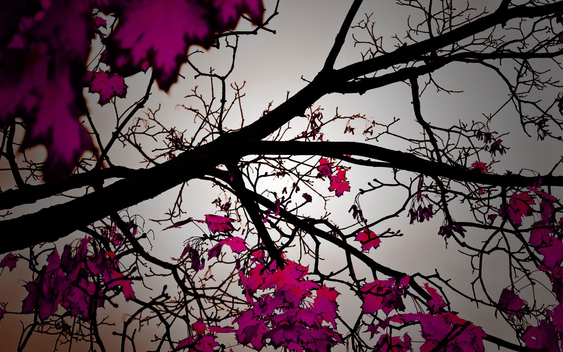 Pink Fall HD Wallpaper