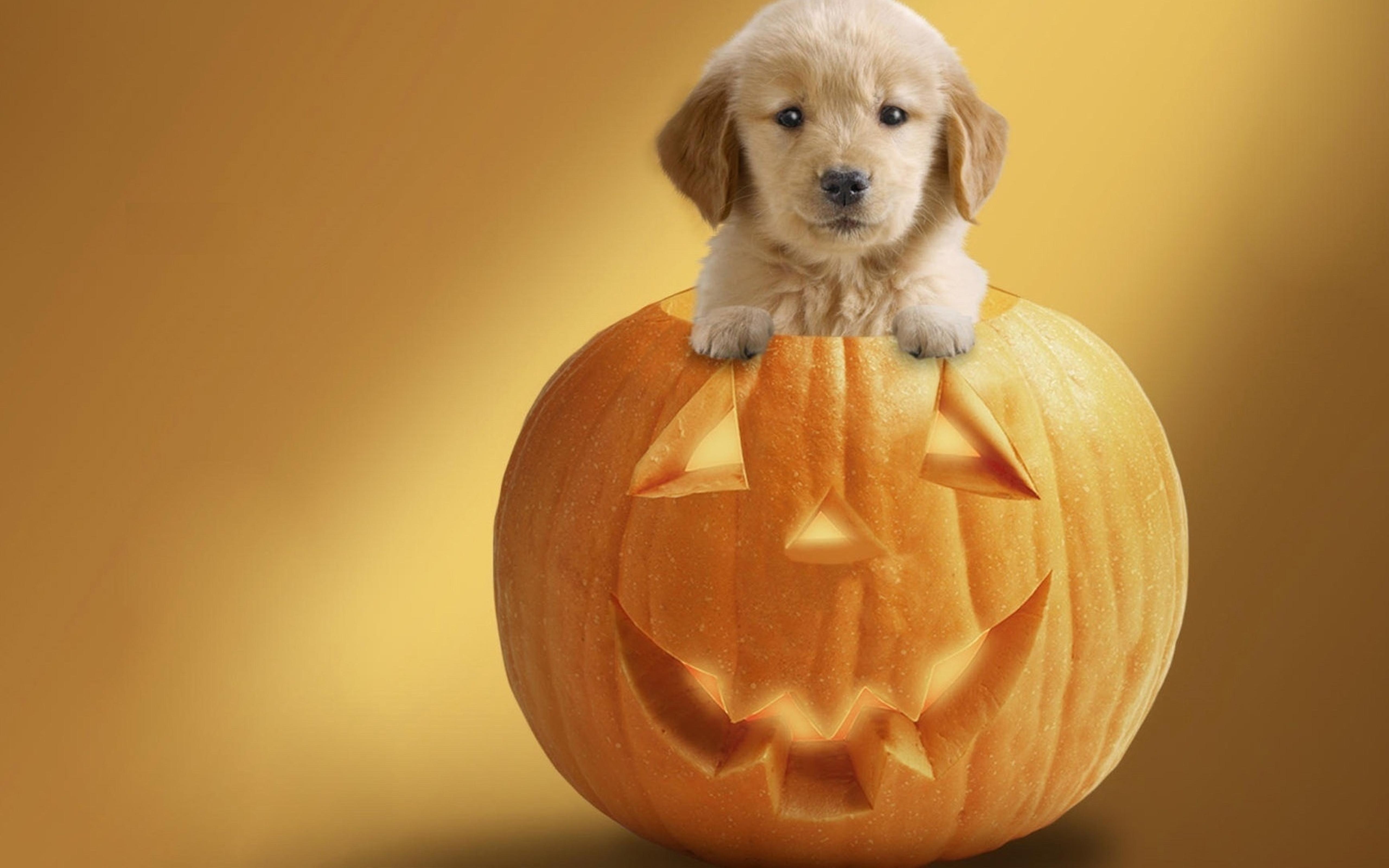 Cute puppy in a pumpkin